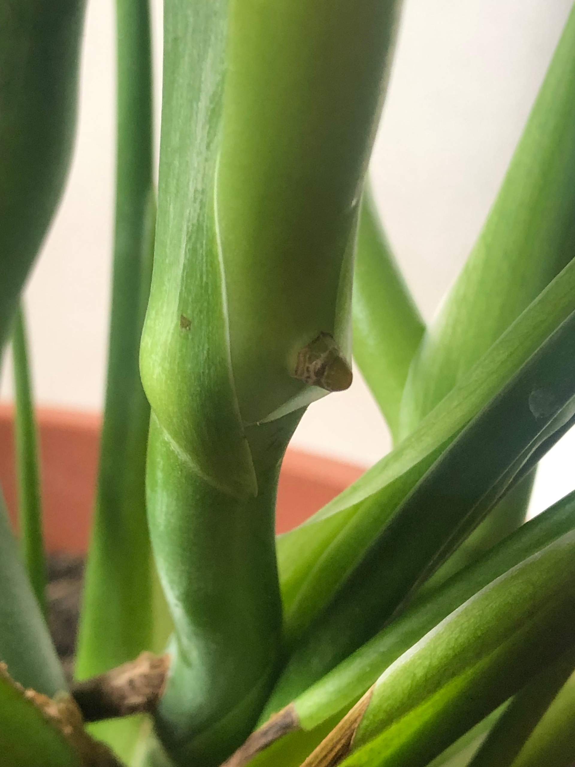 monstera albo cutting Monstera Albo Cuttings main image 0