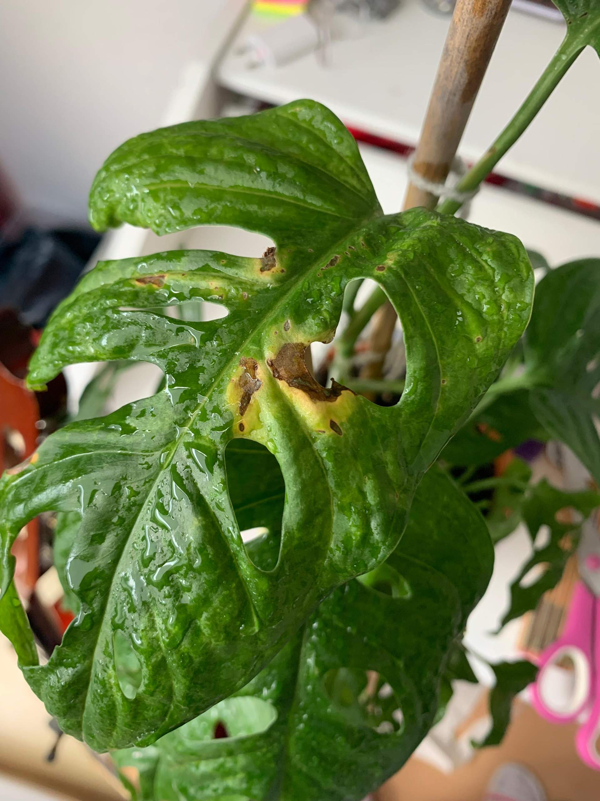 monstera deliciosa plant for sale Monstera Deliciosa | Indoor houseplants in Pittsburgh