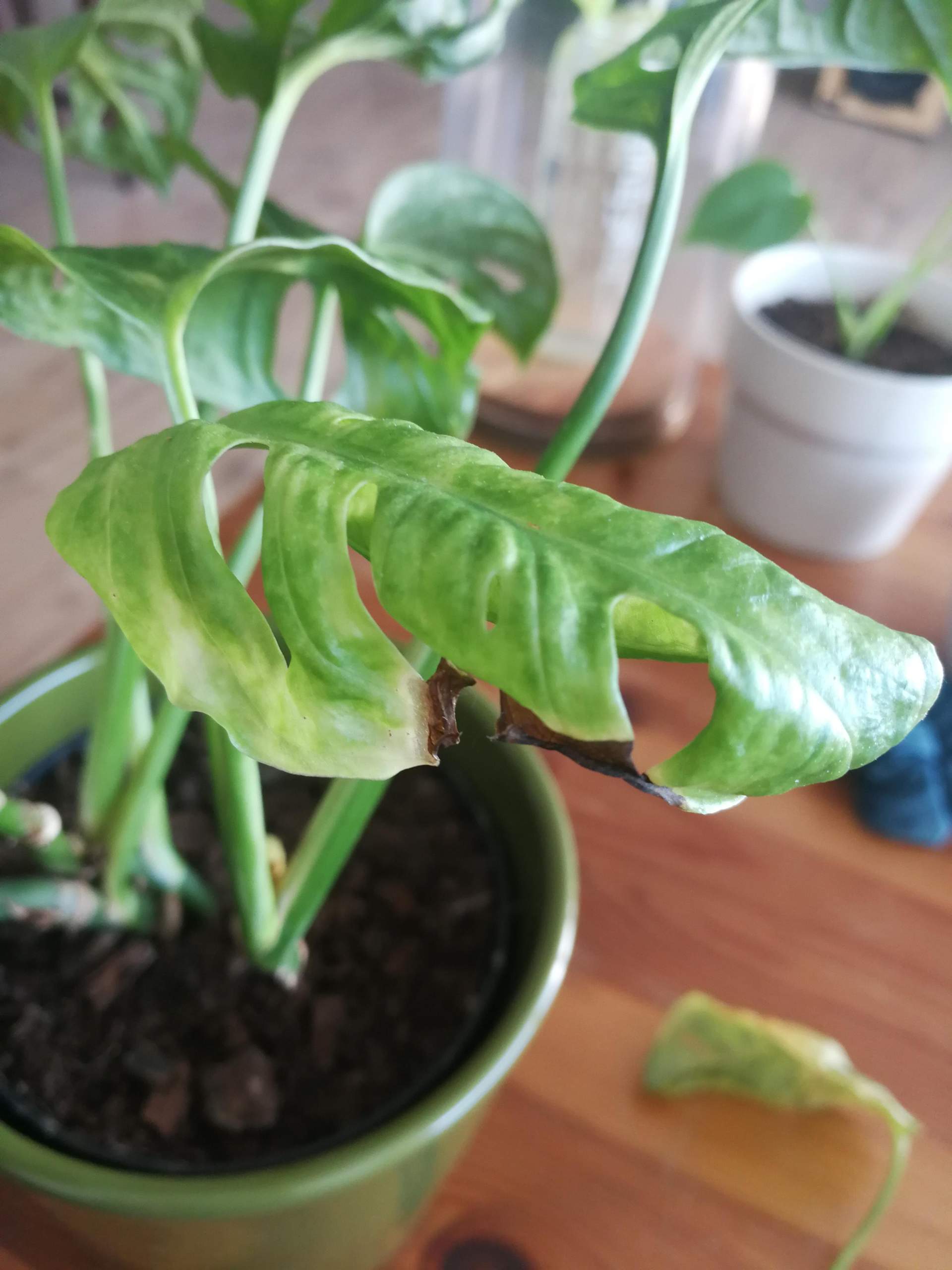 Monstera Adansonii kriegt stndig gelbe Bltter? (Zimmerpflanzen, Giessen,  dngen)