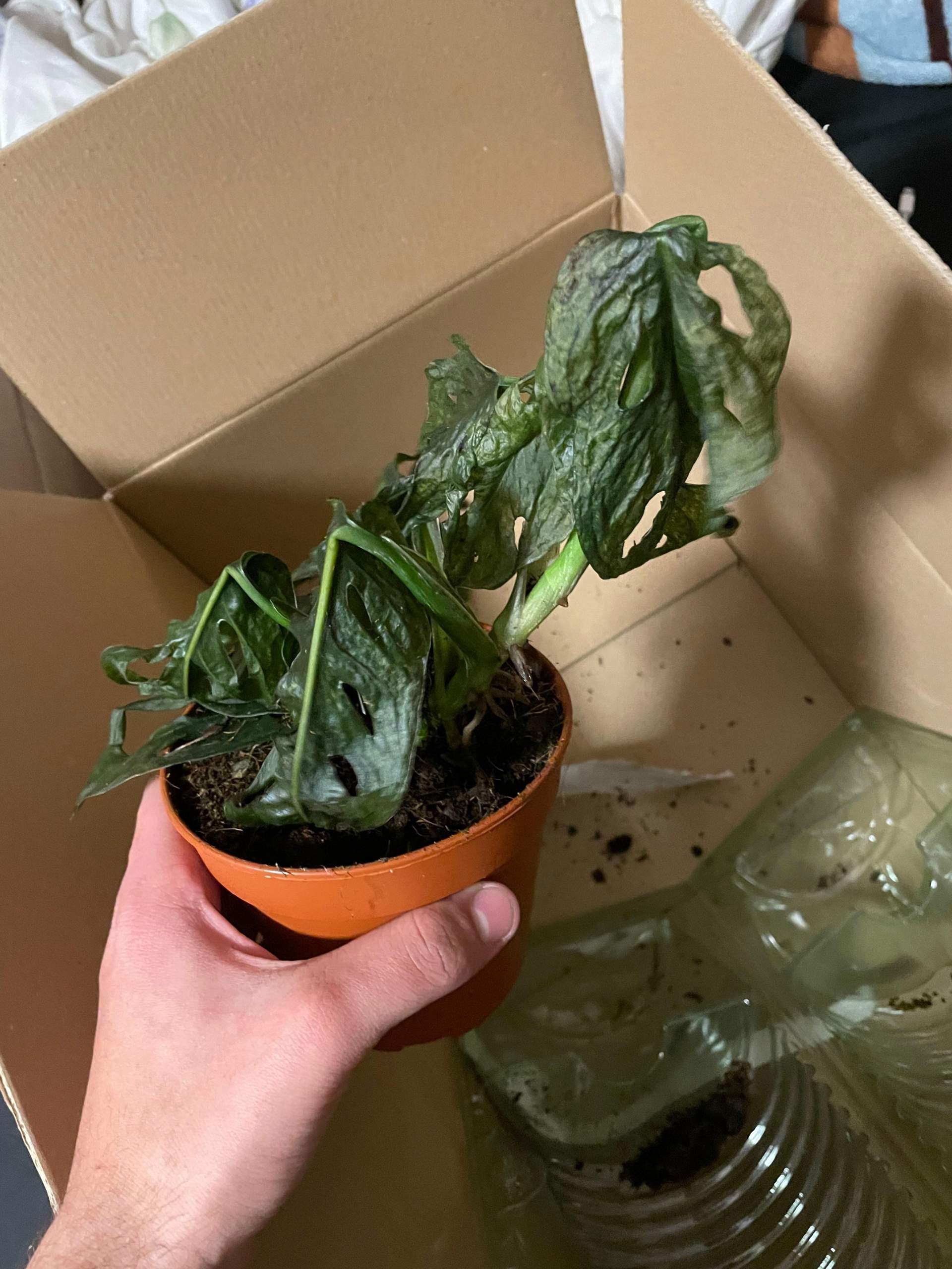 Monstera Adansonii Mint gesund? (Pflanzen, Pflanzenpflege)
