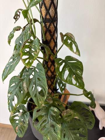 Monstera Adansonii Schdlingsbefall? (Flecken, Pflanzenpflege, Schdlinge)