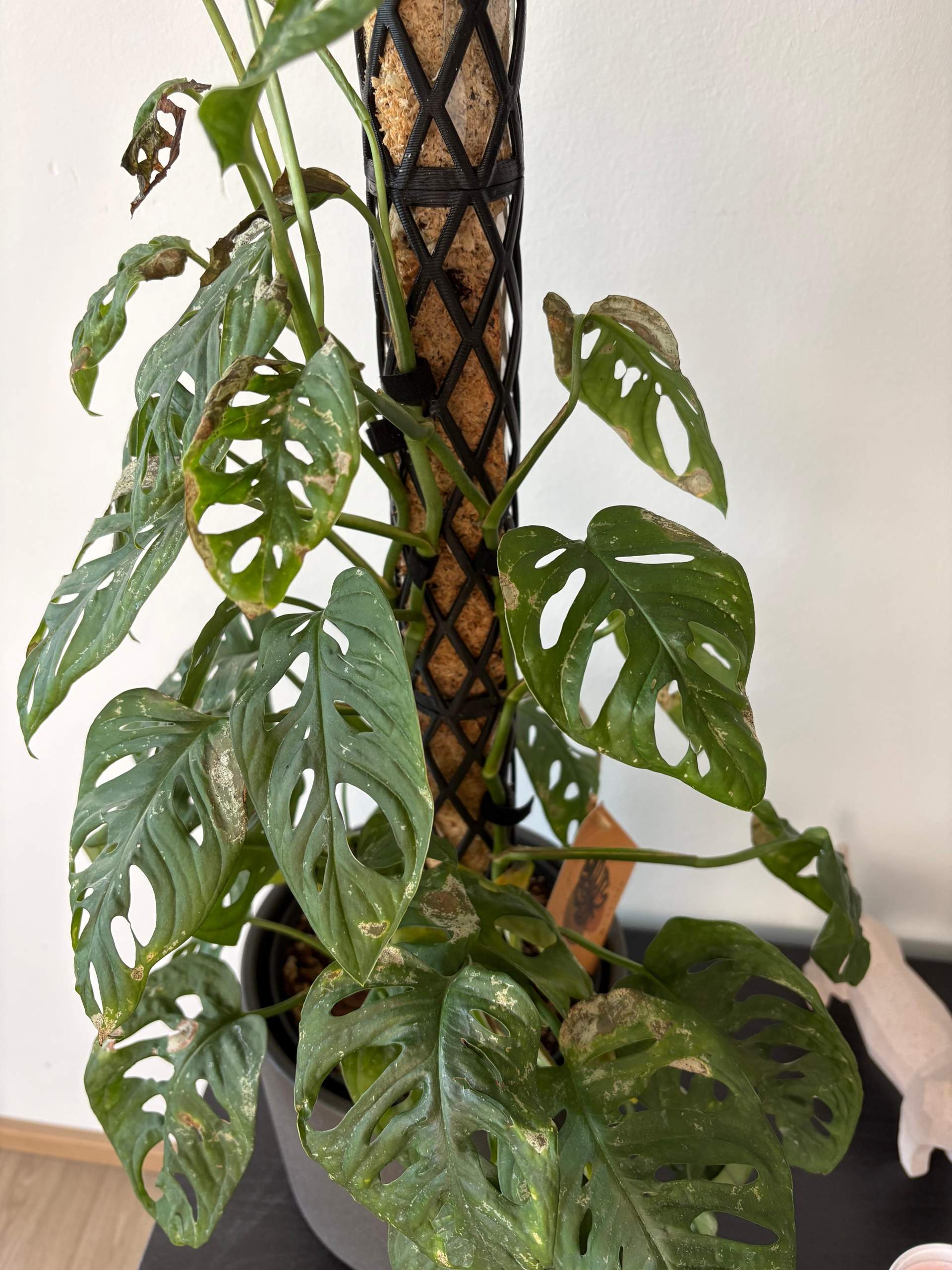 Monstera Adansonii Schdlingsbefall? (Flecken, Pflanzenpflege, Schdlinge)