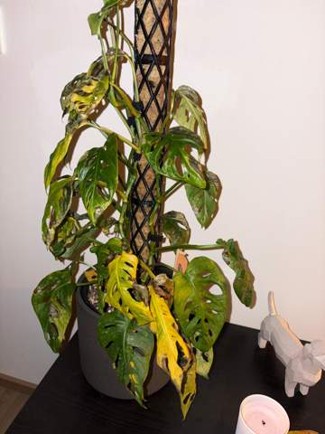 Monstera Adansonii Schdlingsbefall? (Flecken, Pflanzenpflege, Schdlinge)