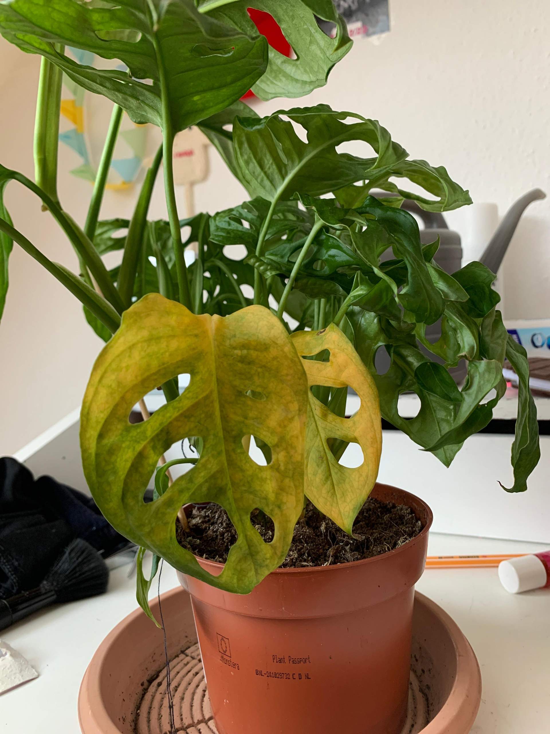 Monstera adansonii wird gelb? (Pflanzenpflege, Zimmerpflanzen, Bltter)