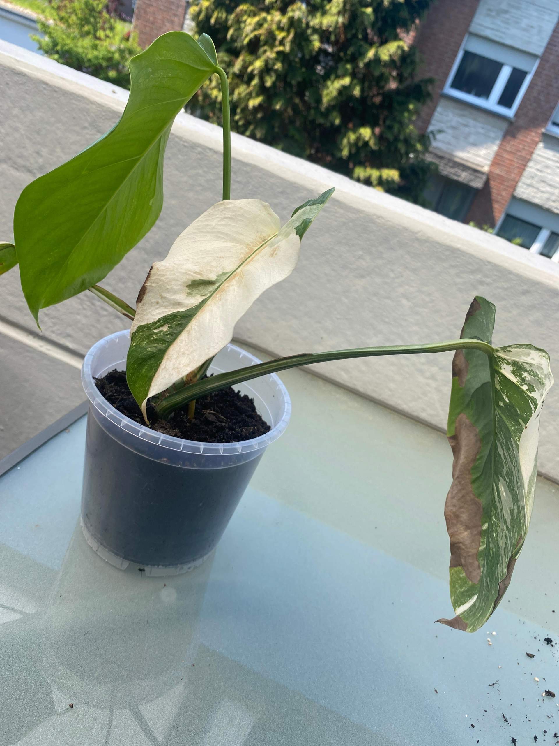 Monstera albo variegata blatt wird braun? (Pflanzenpflege
