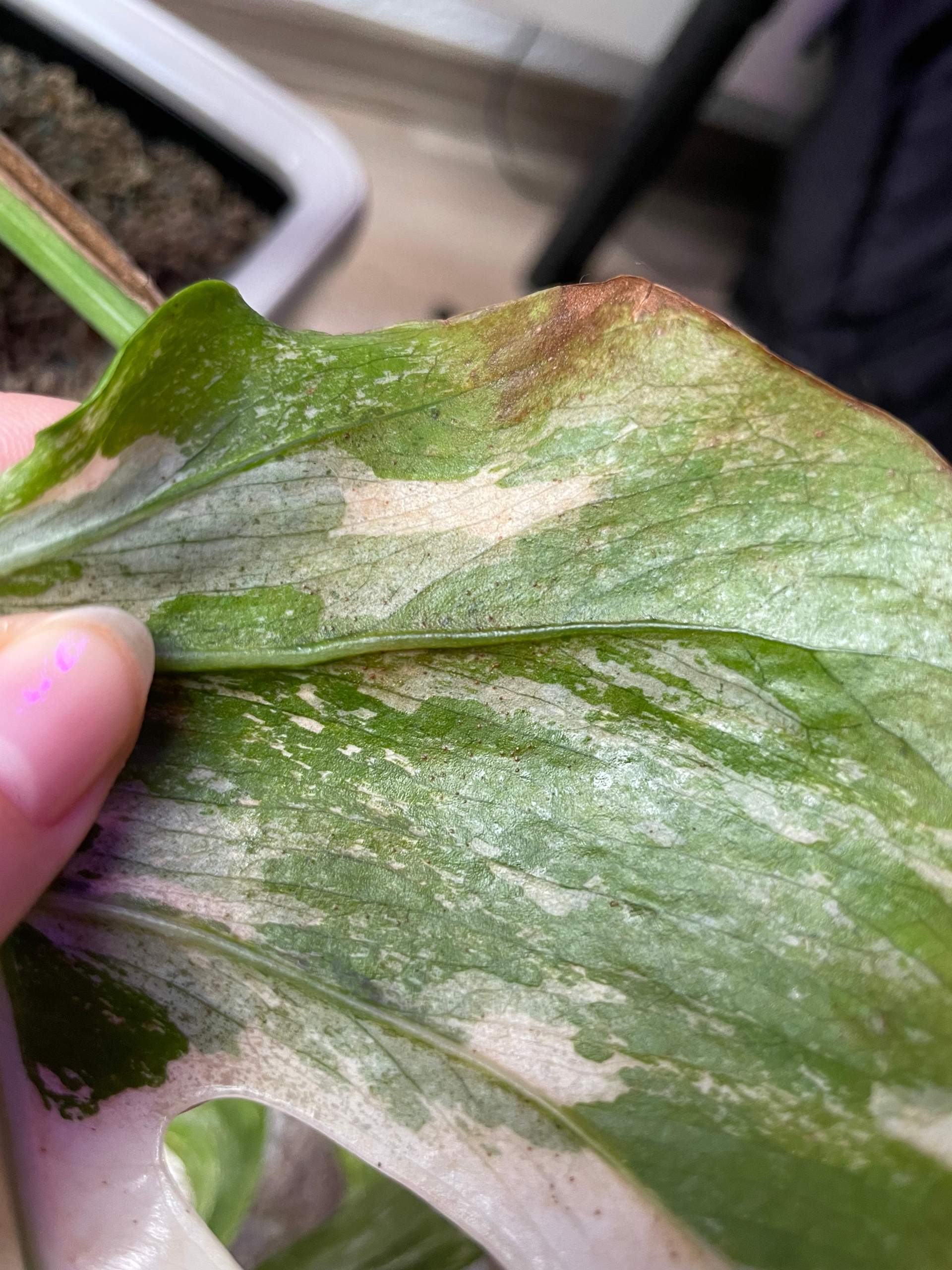 Monstera Befall? (Flecken, Pflanzenpflege, Schdlinge)