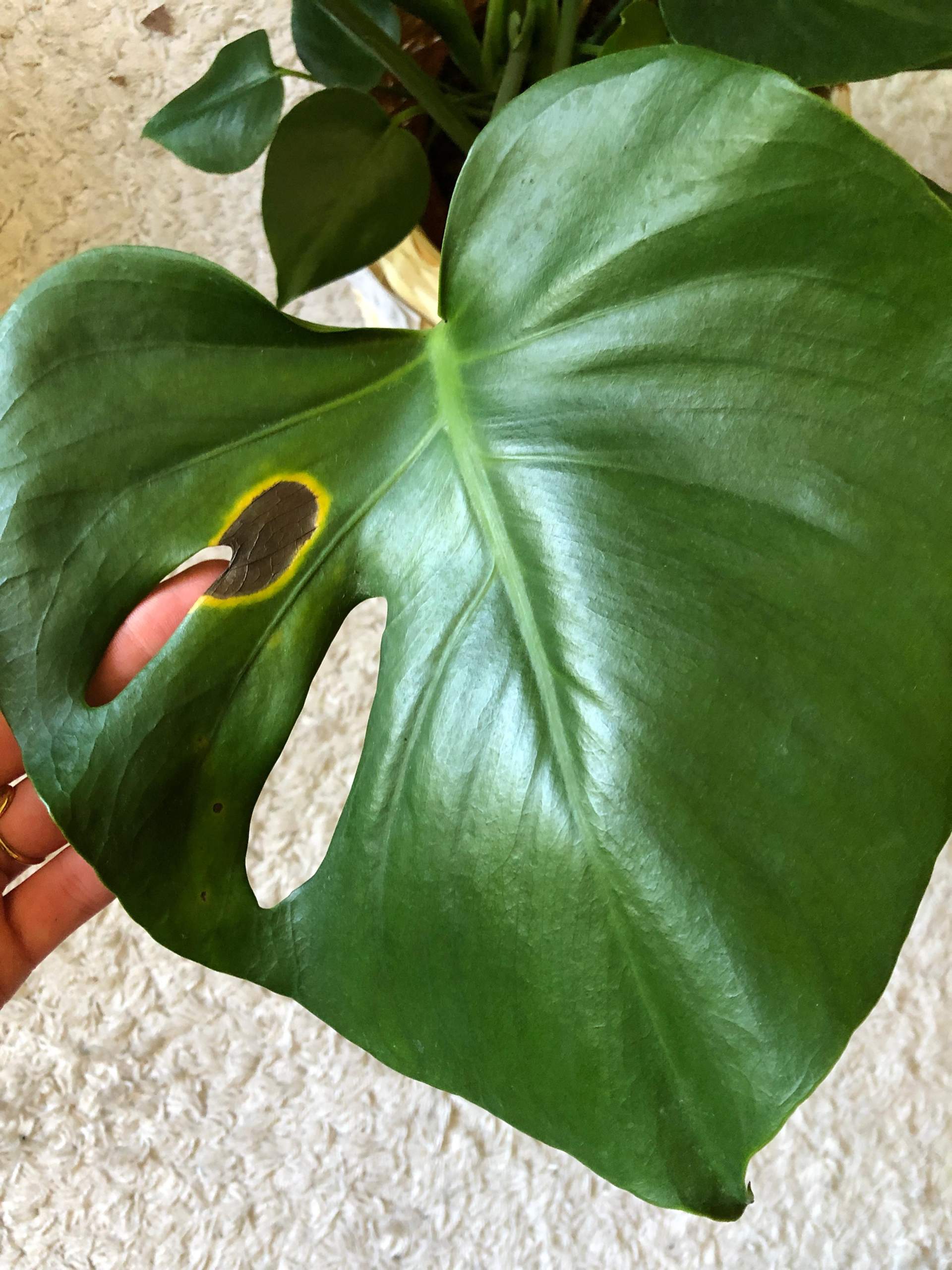 philodendron white stripe Philodendron Birkin