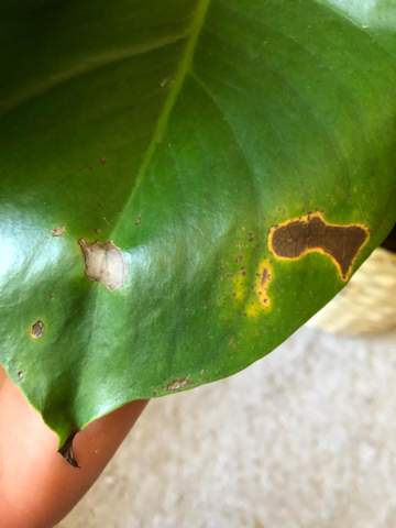 Monstera bekommt braune Flecken? (Pflanzen, Pflanzenpflege)