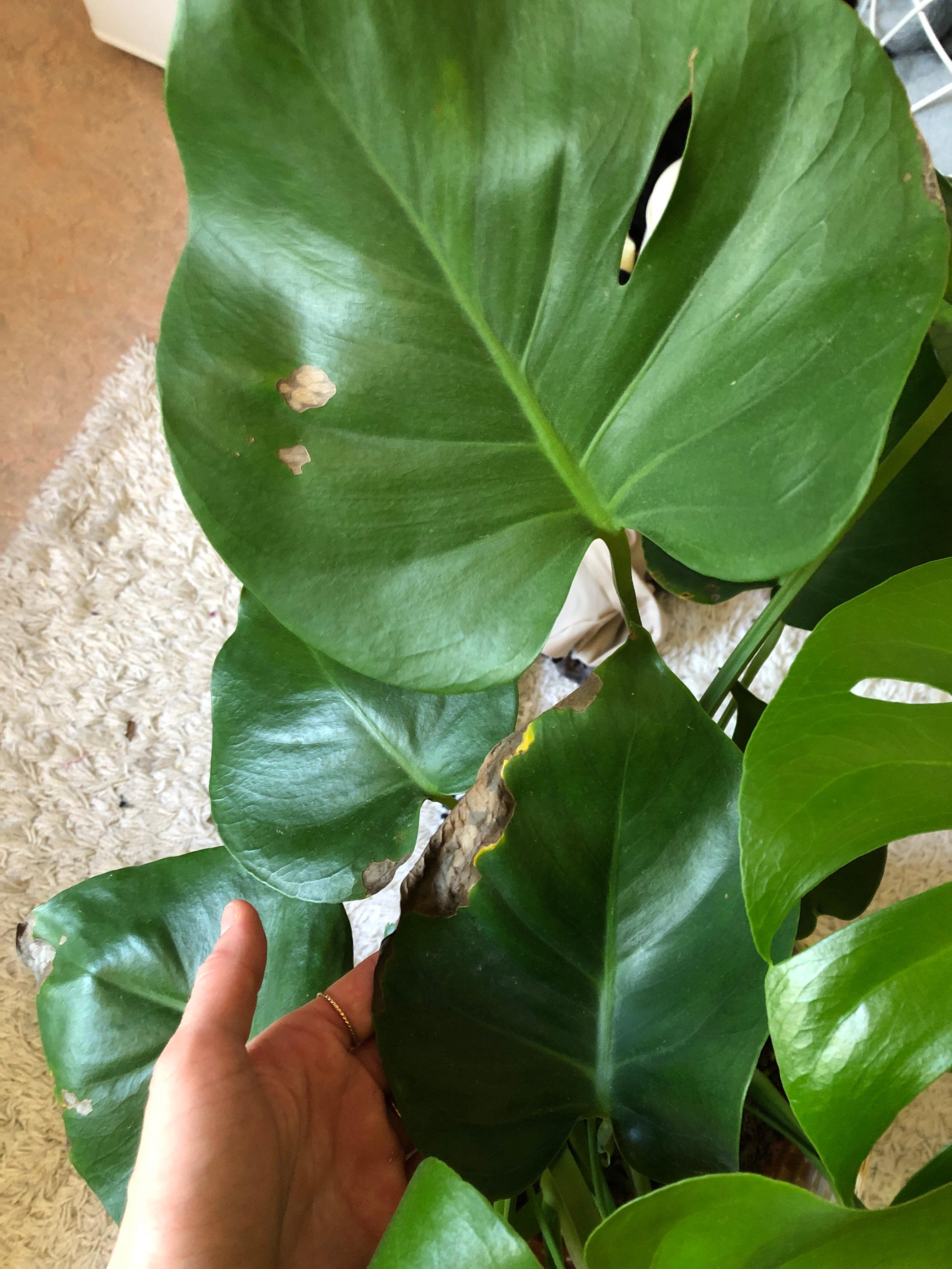 Monstera with brown spots