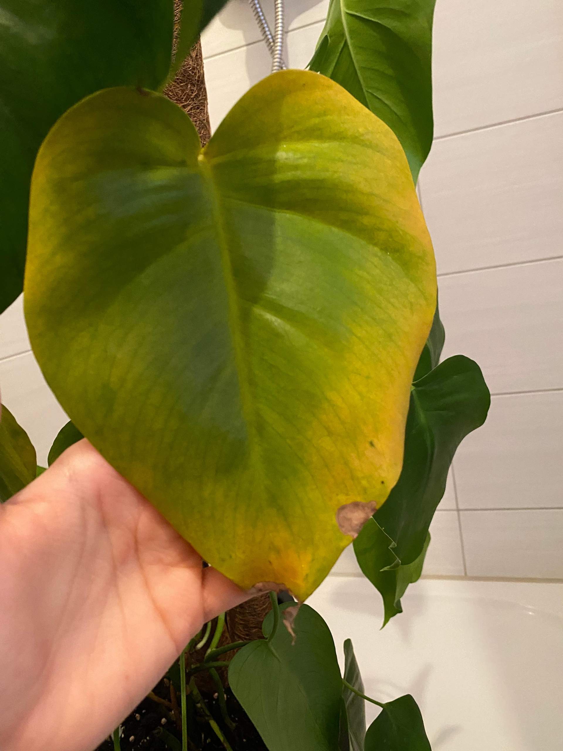 Monstera bekommt gelbe blätter und braune trockene flecken? (Pflanzen, Pflanzenpflege) Monstera bekommt gelbe blätter und braune trockene flecken? (Pflanzen, Pflanzenpflege)