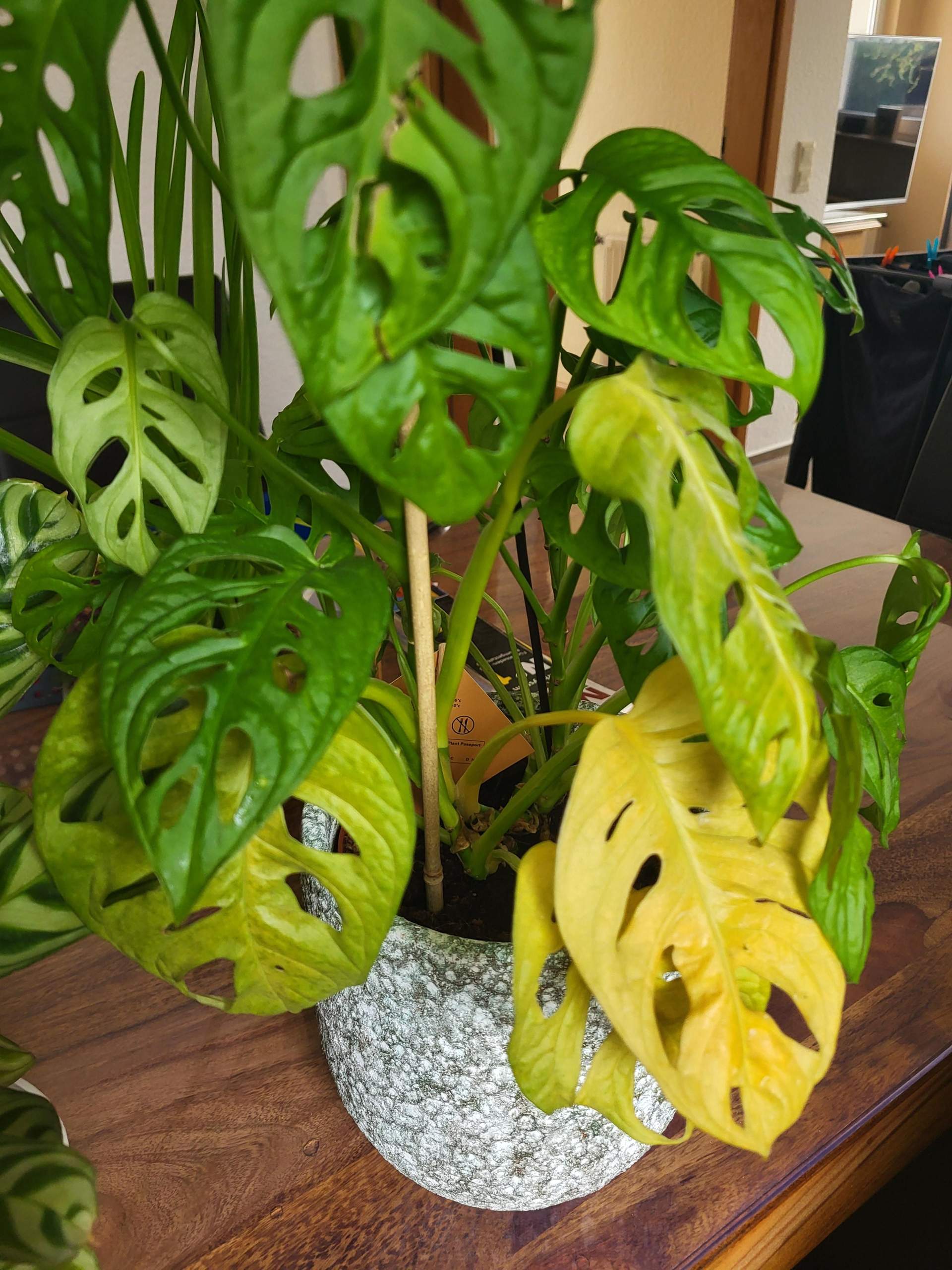miniature monstera Rhaphidophora tetrasperma (Mini Monstera) – Akatsuka Orchid Gardens main image 0
