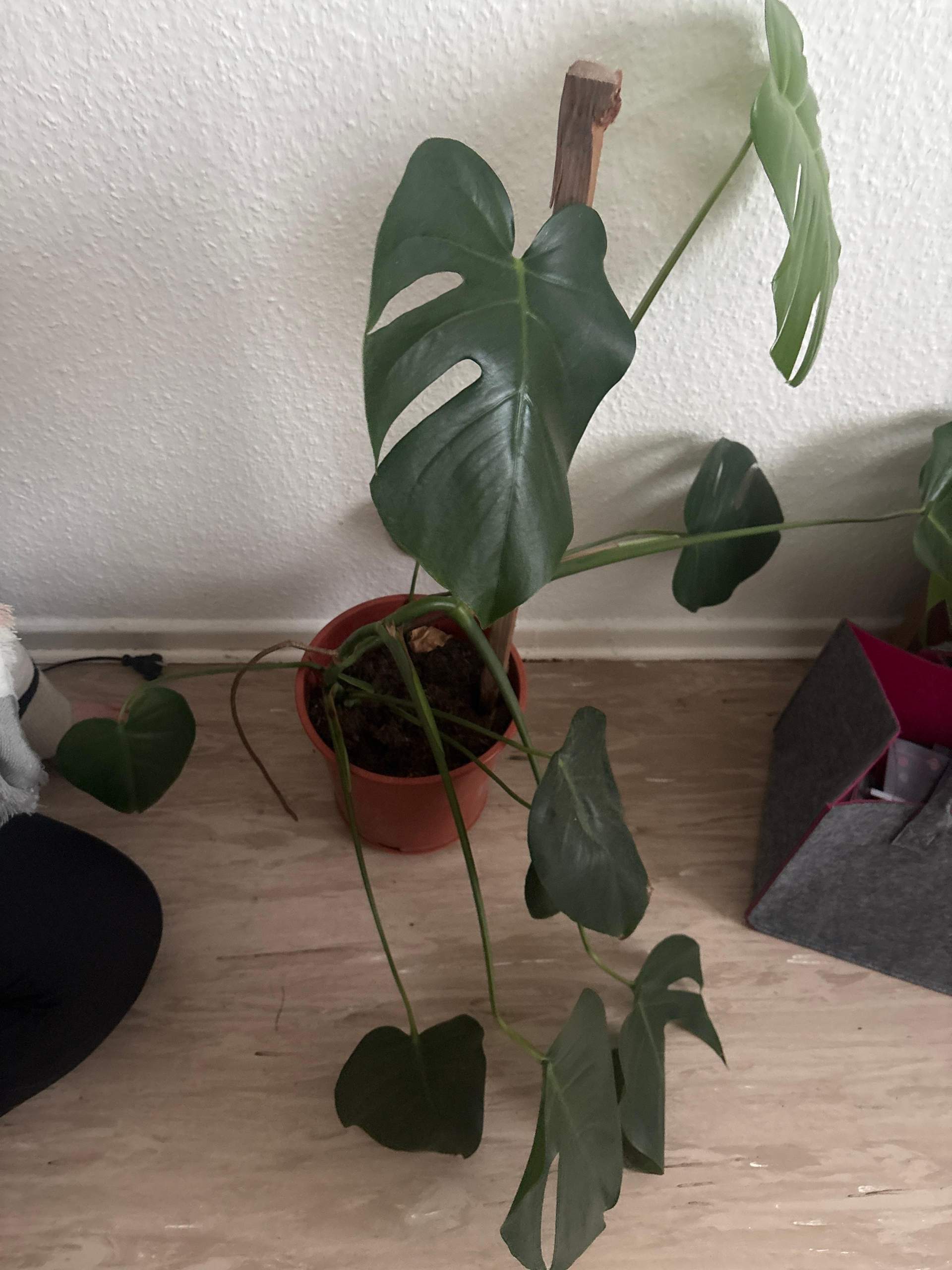 monstera terracotta Variegated Monstera Deliciosa – Bold & Tropical