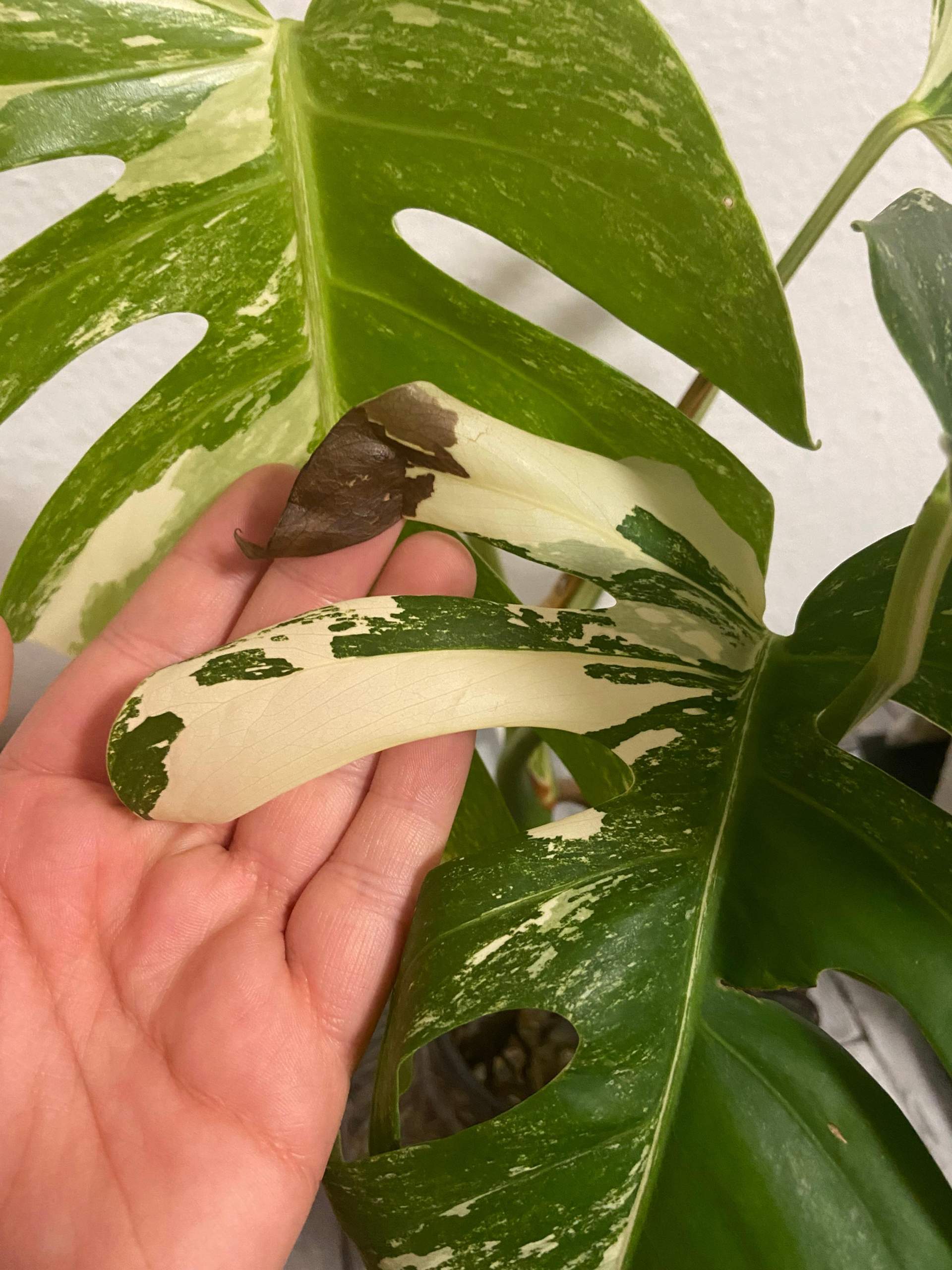 Monstera Blätter werden braun? (Flecken, Pflanzenpflege, Schädlinge)