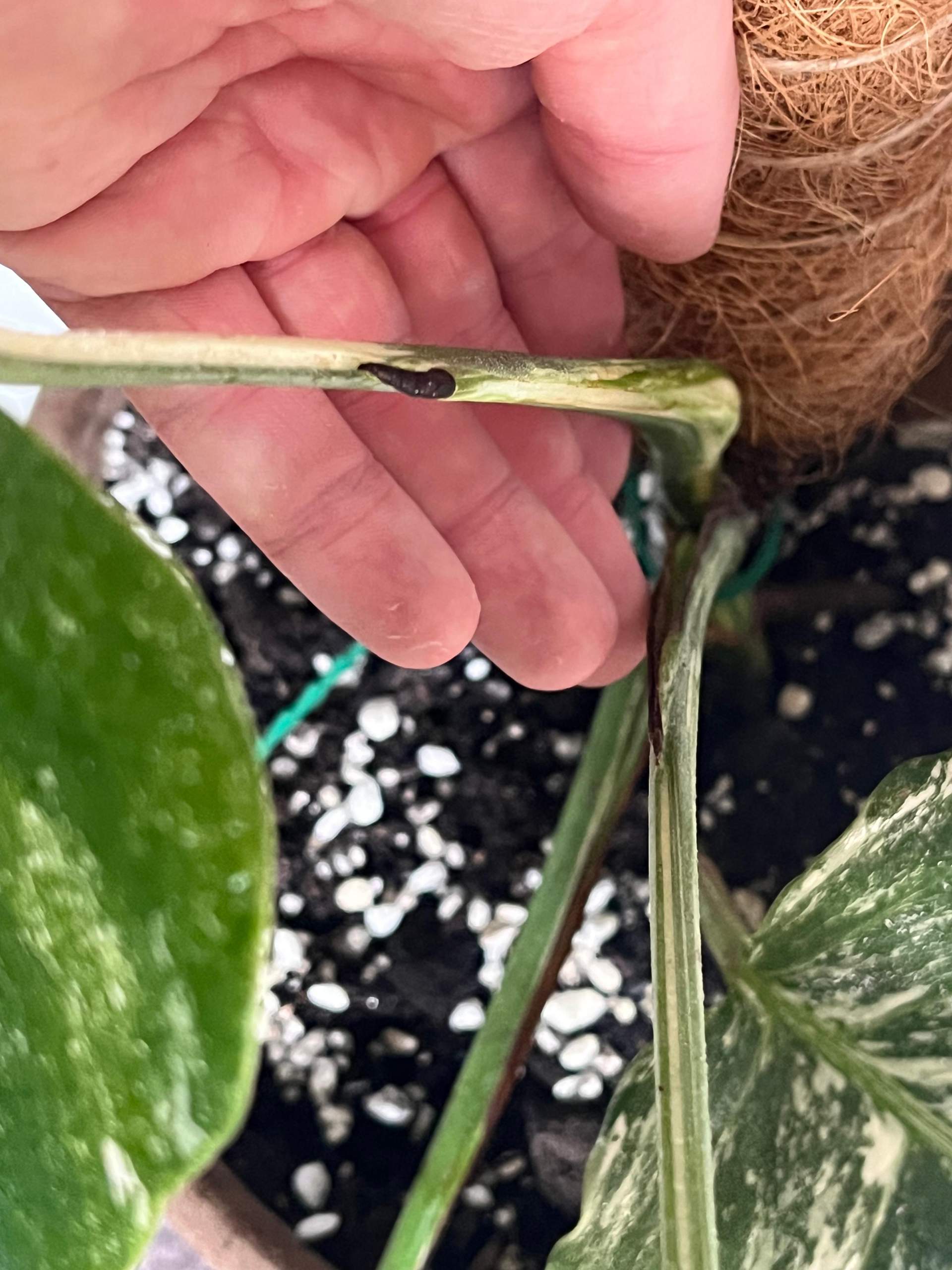 Monstera D. Variegata Neues Blatt schwarze Spitze? (Wasser, Flecken, Erde)