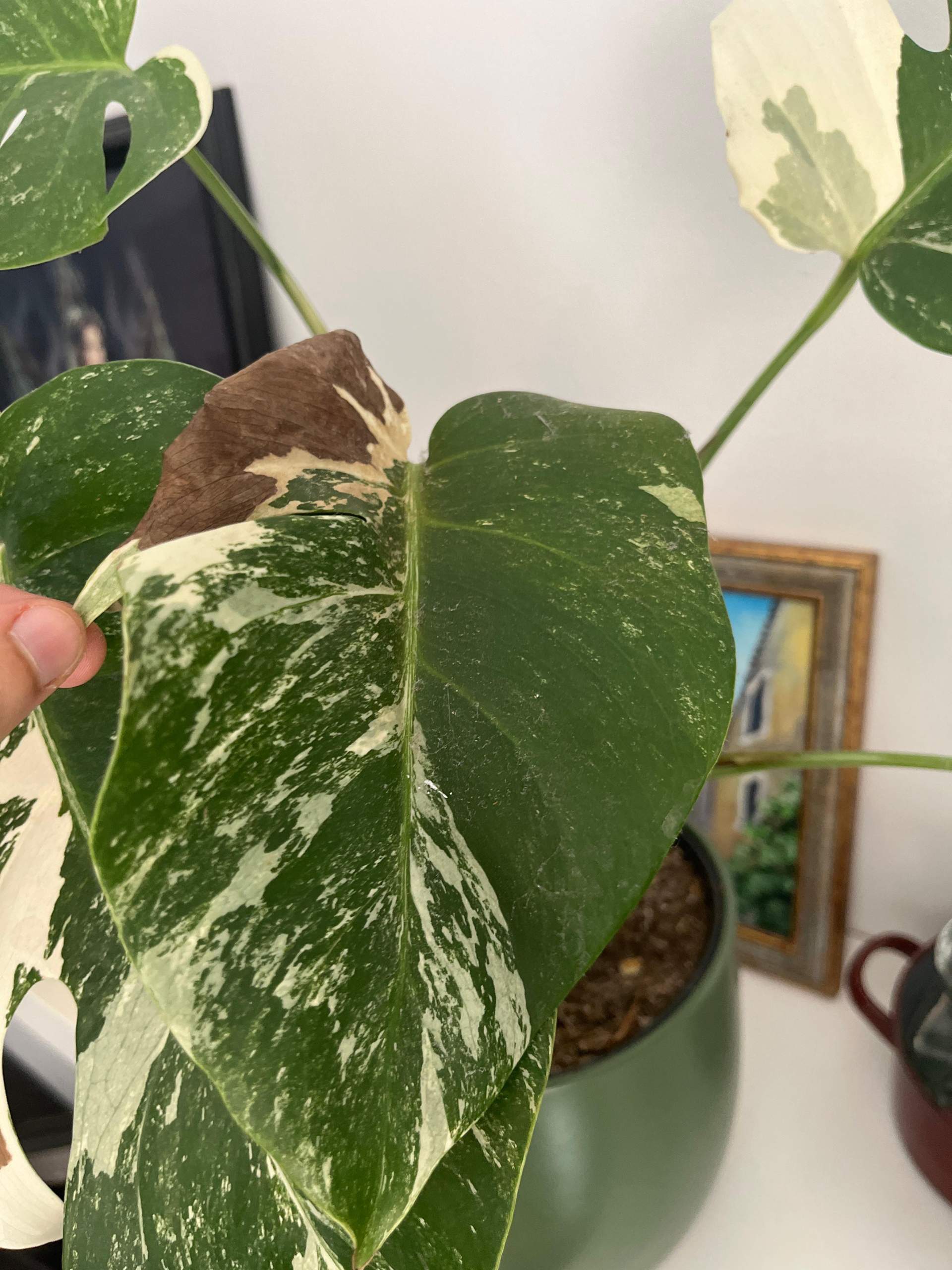 Monstera Deliciosa Albino braune Flecken? (Pflanzenpflege)