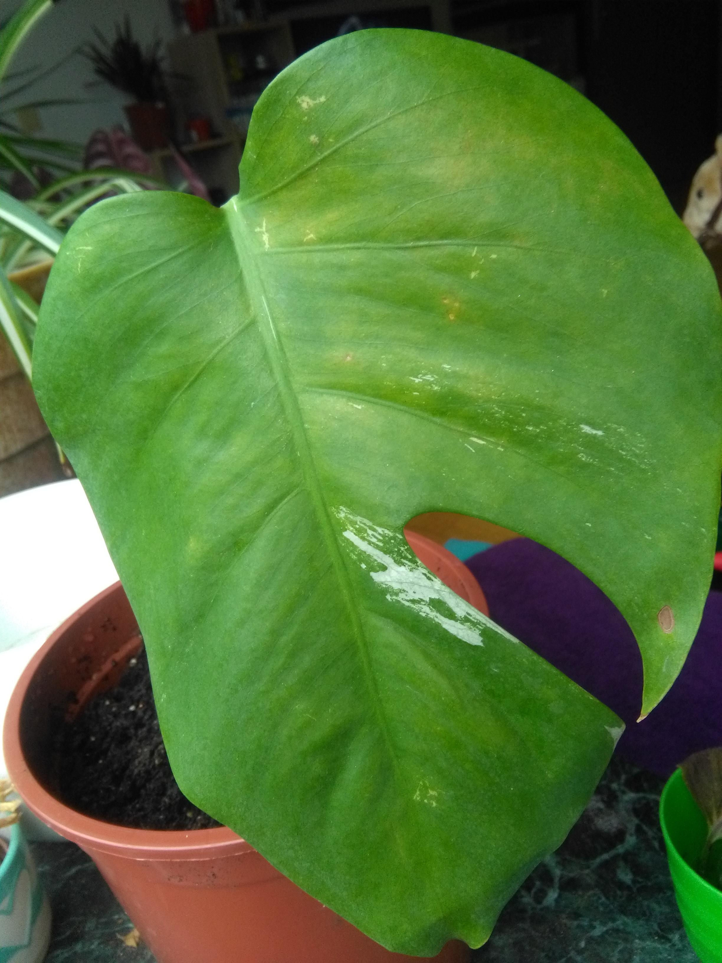 Monstera deliciosa wird weiß oder auffallend hell? (Pflanzen, Pflanzenpflege, Zimmerpflanzen)