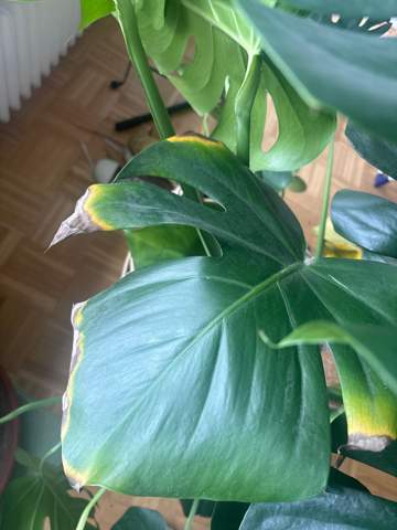 Monstera, gelb braune Ränder? (Pflanzenpflege)