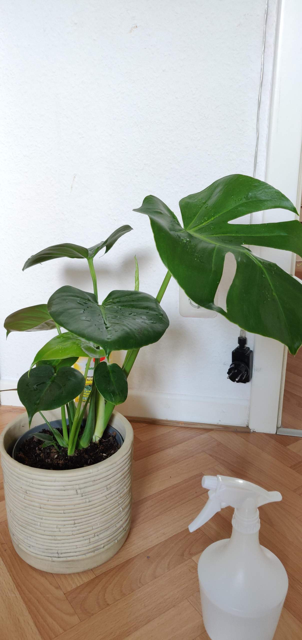 Monstera hat brunliche Flecken? (Pflanzen, Pflanzenpflege)