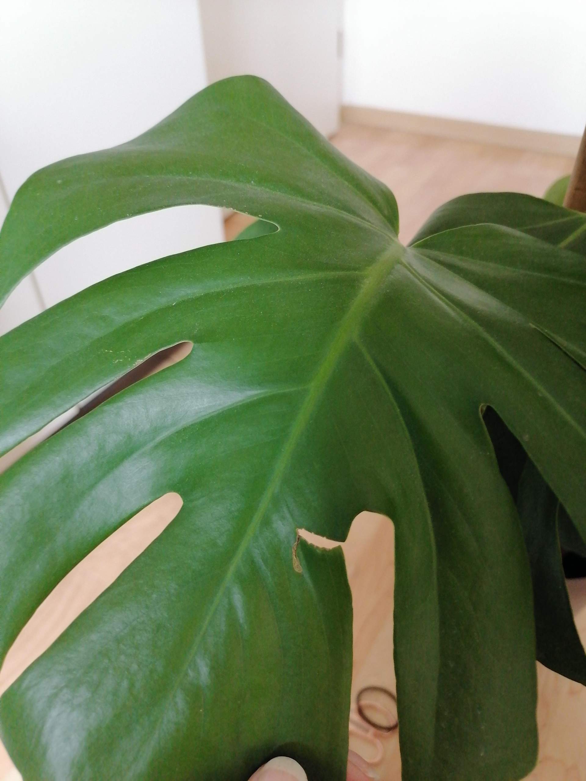 Monstera hat braune Flecken und Verletzungen? Neue Blätter ohne typische Löcher? (Zimmerpflanzen)