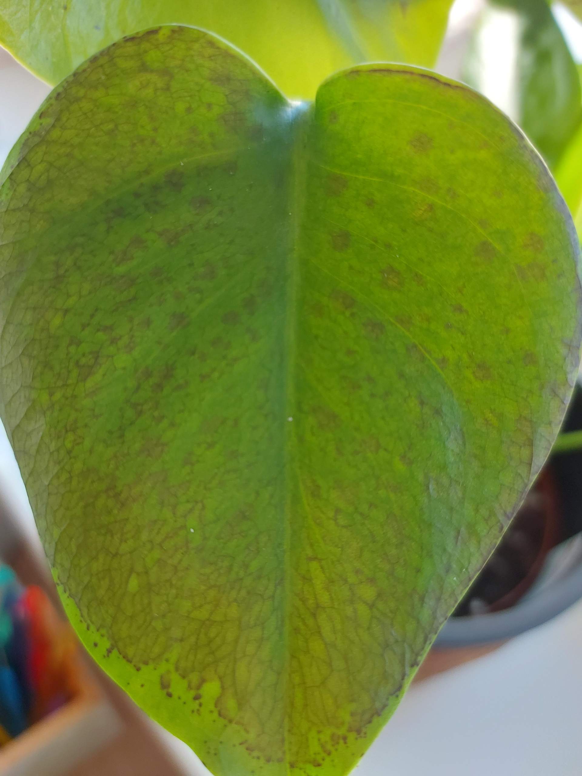 zimmerpflanze philodendron Philodendron scandens