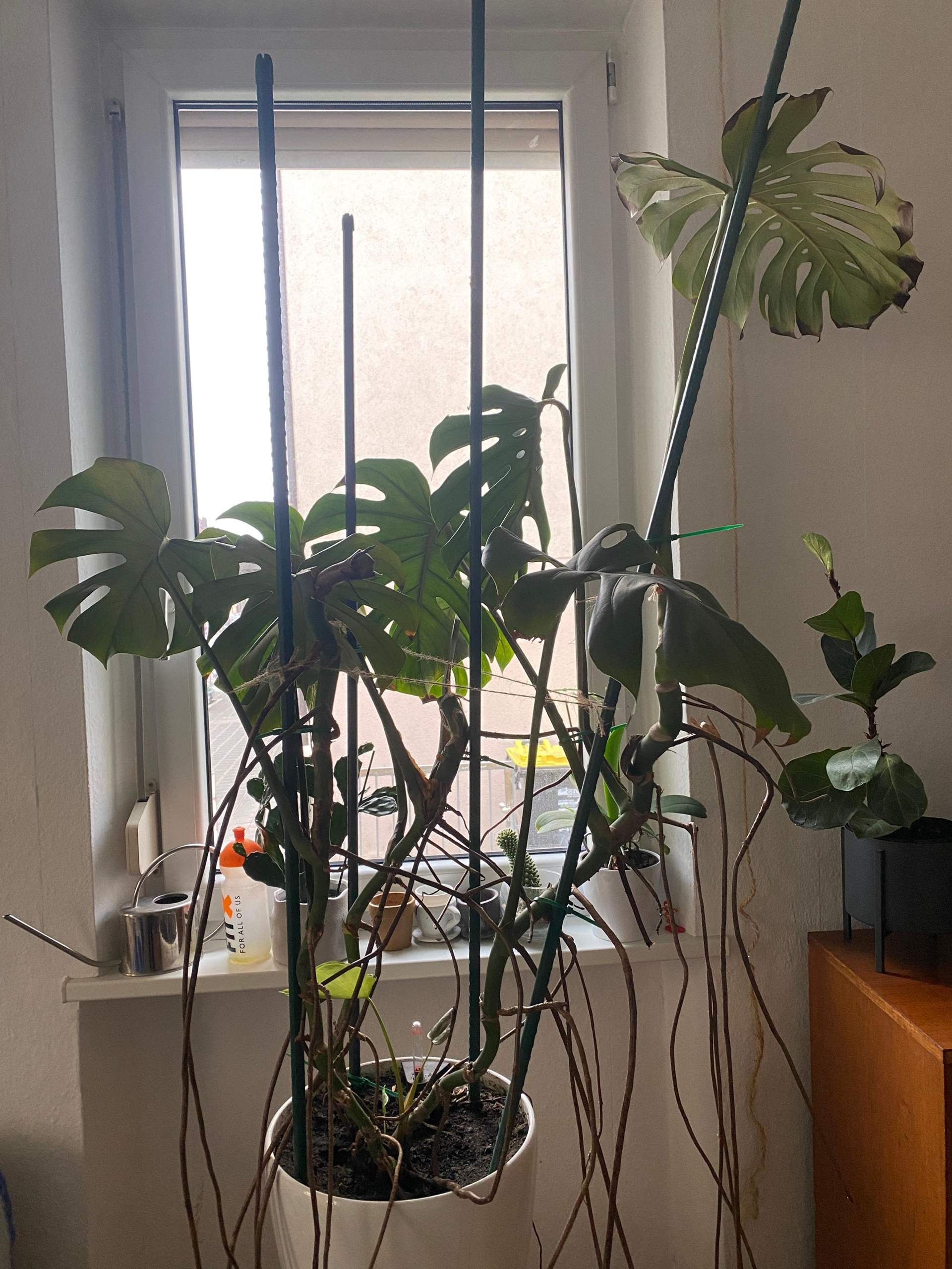 Kranke Monstera noch zu retten? (Pflanzenpflege, Zimmerpflanzen,  Pflanzenkrankheit)
