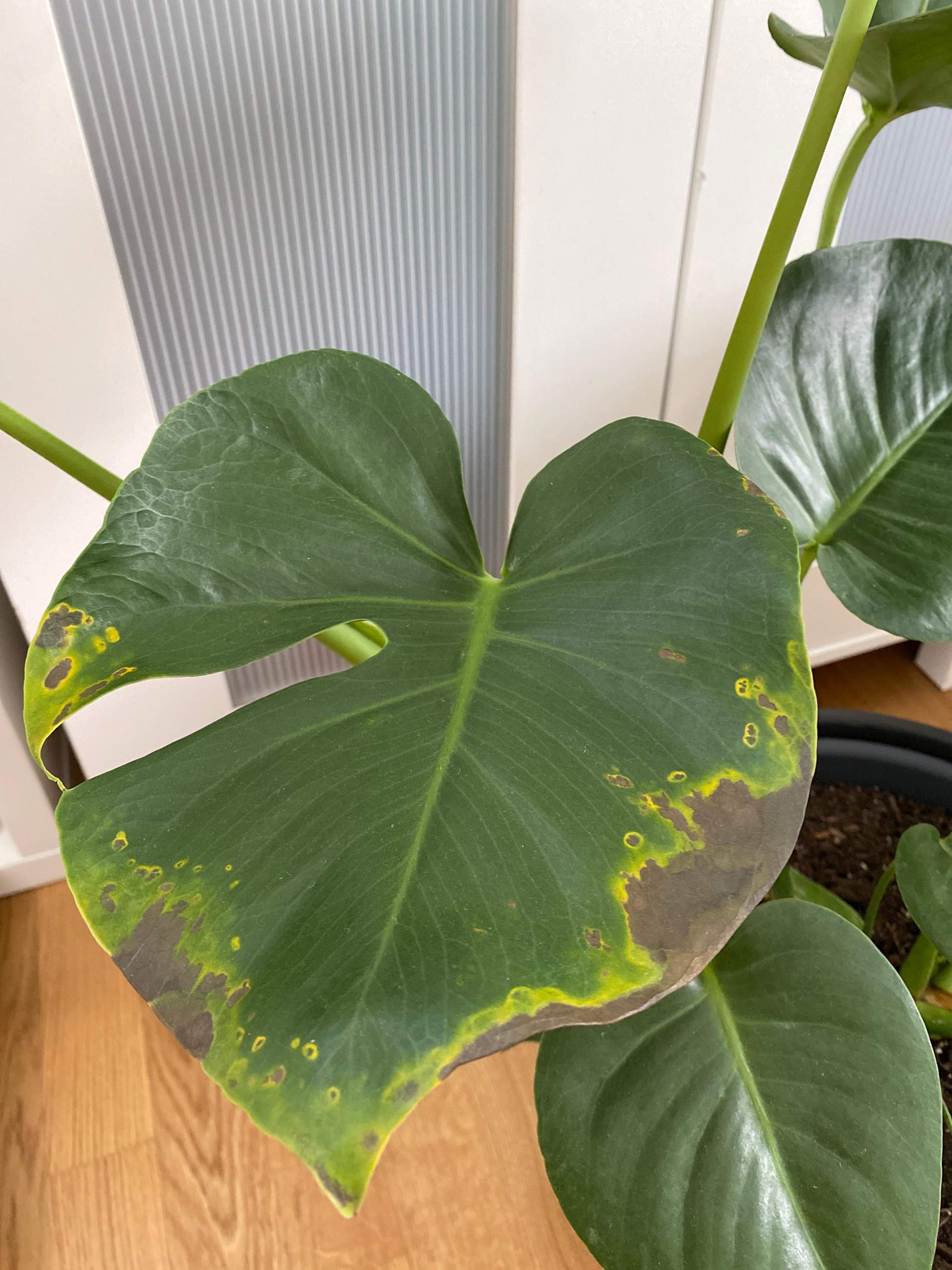 monstera krankheiten bilder