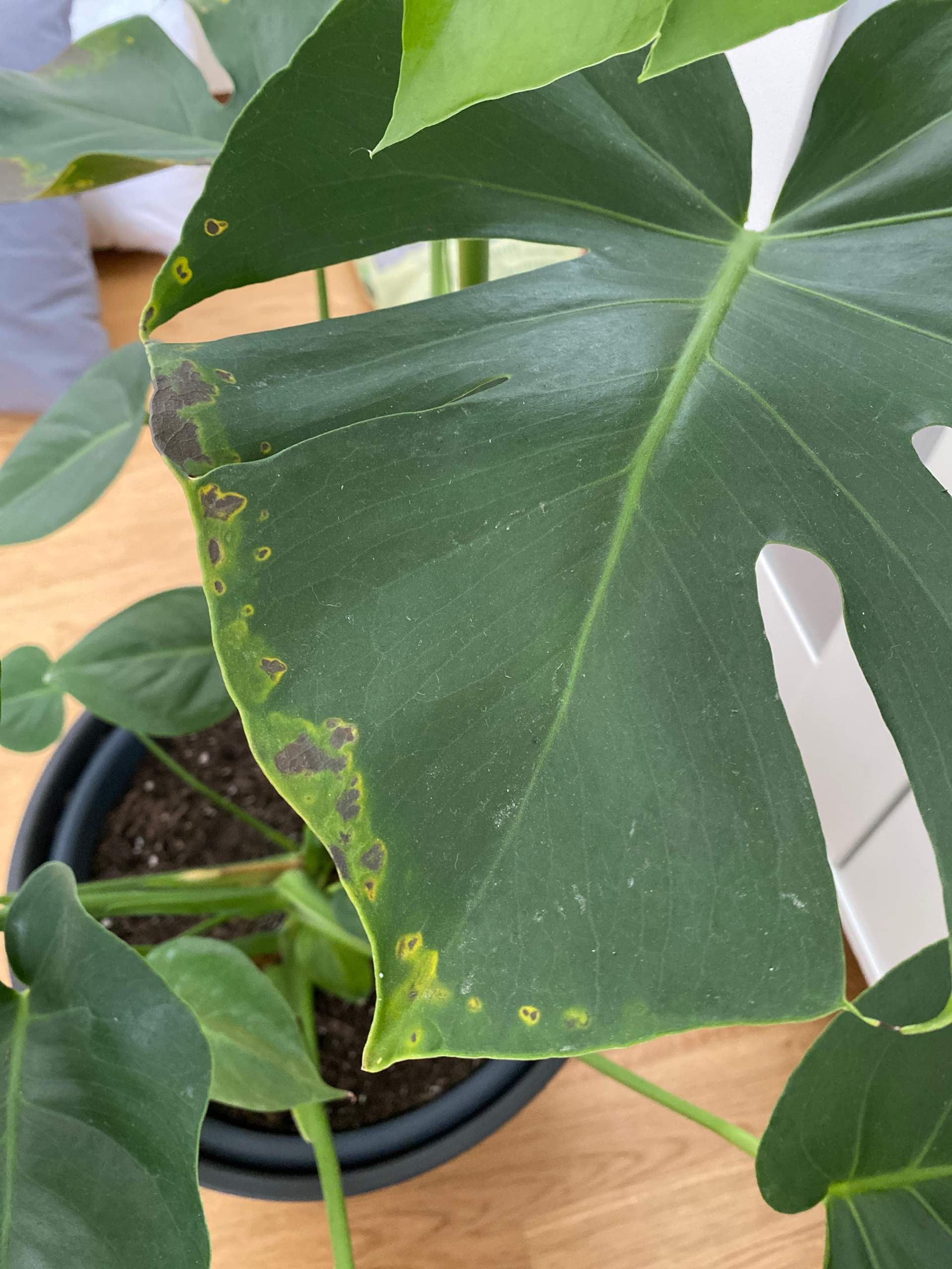 monstera krankheiten bilder