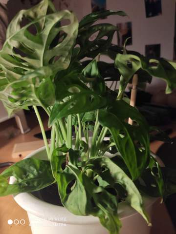 princess philodendron Philodendron Pink Princess “Marble” main image 1