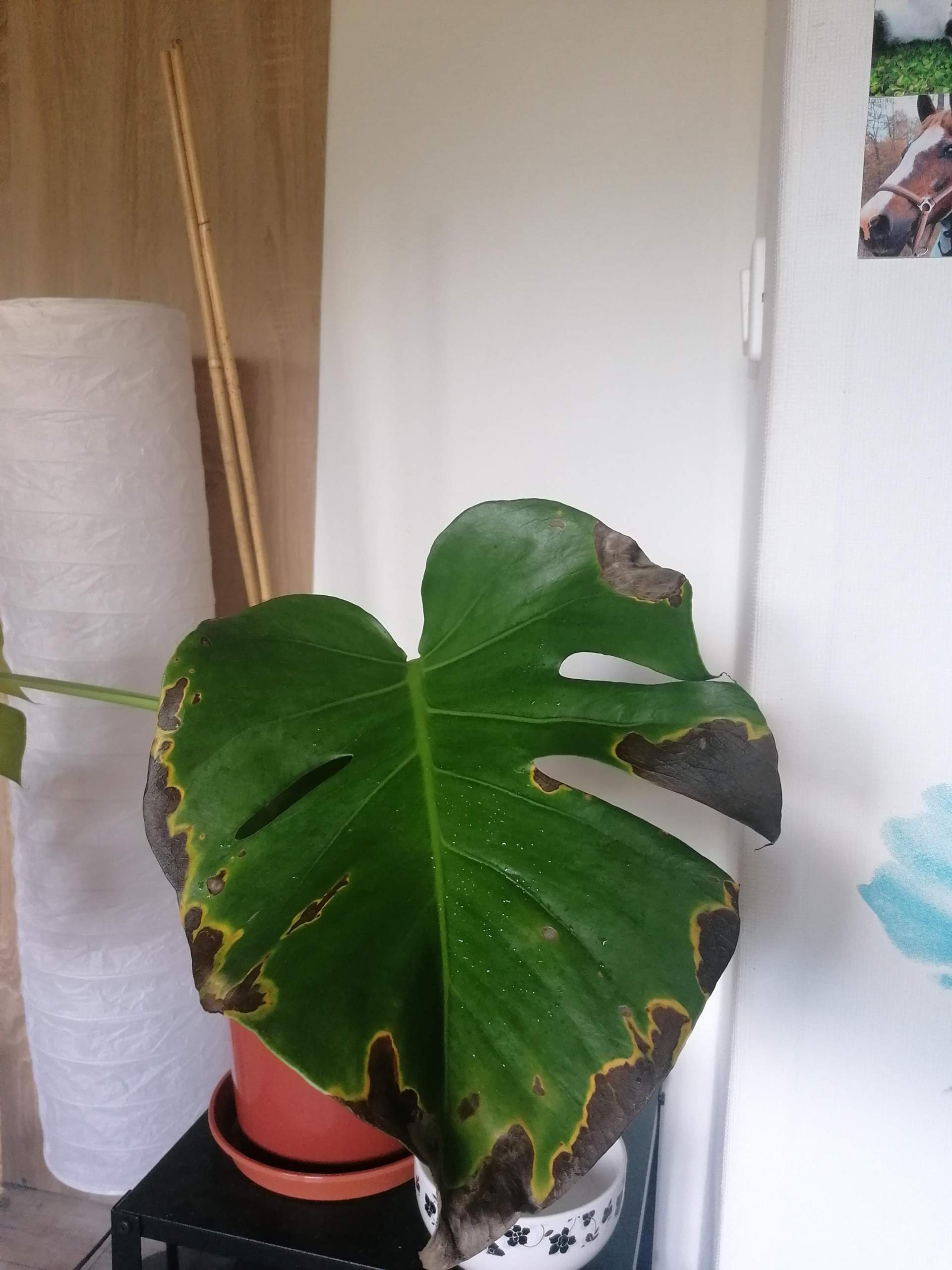 Monstera mosaik virus? (Pflanzenpflege, Zimmerpflanzen, Monstera Deliciosa)
