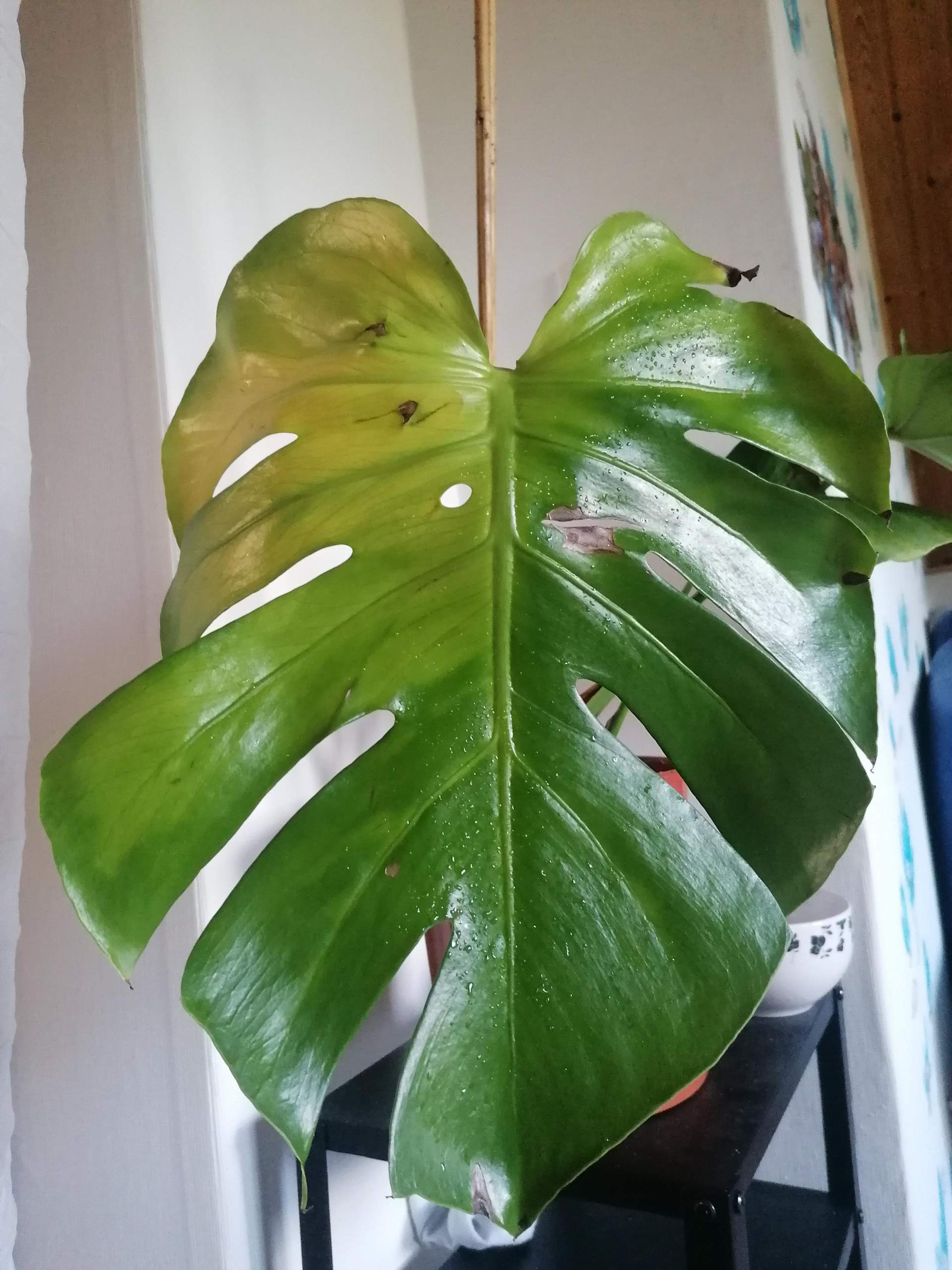 Solusi Ampuh Cara Mengatasi Bunga Terkena Virus Mosaik dengan Mudah Solusi Ampuh Cara Mengatasi Bunga Terkena Virus Mosaik dengan Mudah