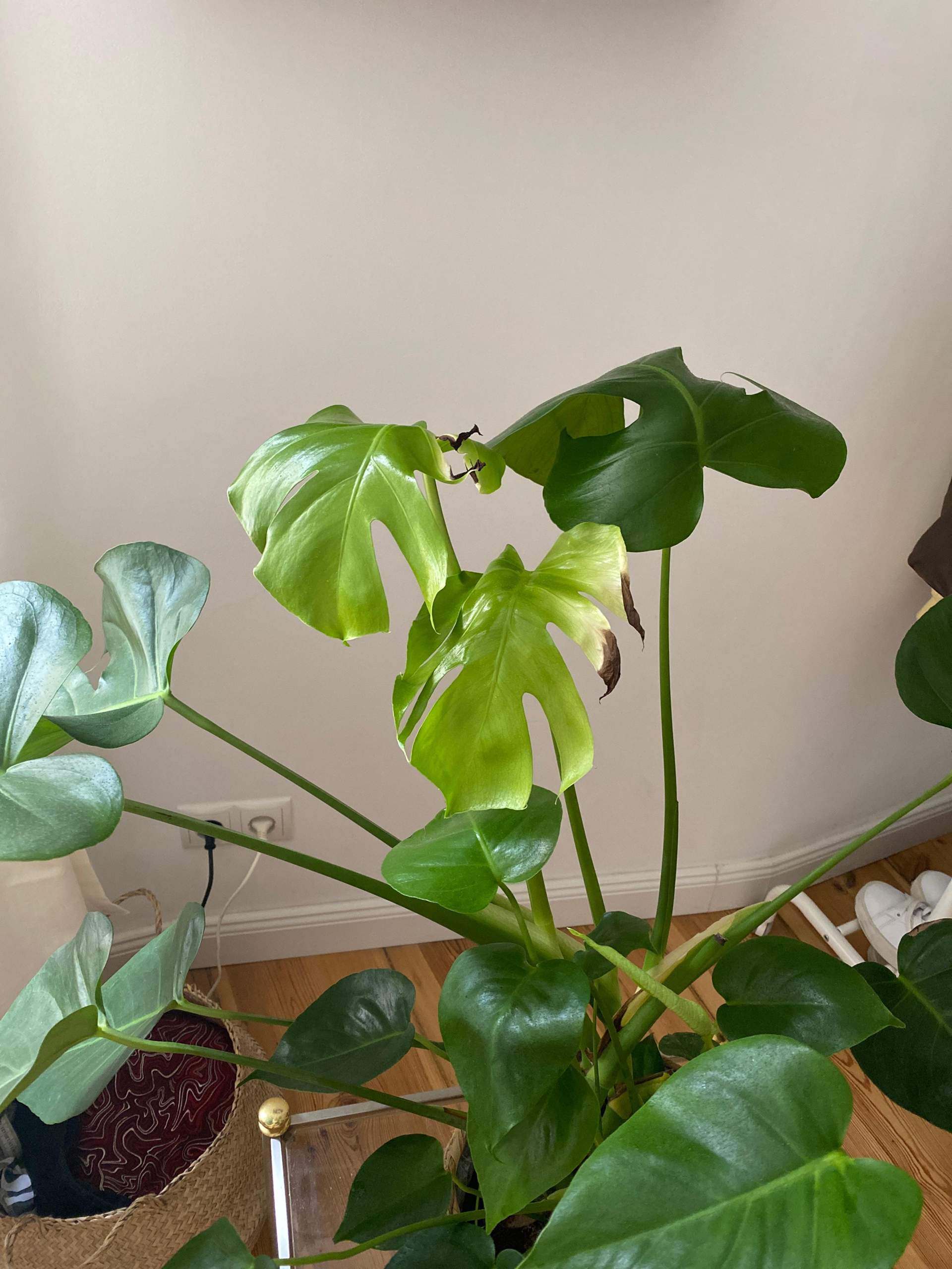 Monstera Neue Blatter Braun