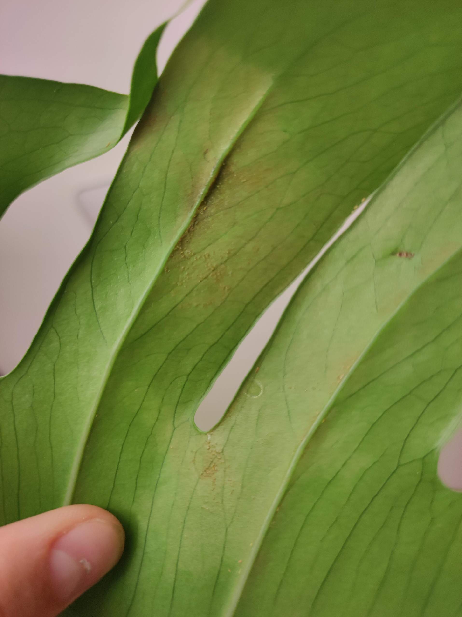 Monstera Pflanze krank? (Pflanzen, Pflanzenpflege, Monstera Deliciosa)