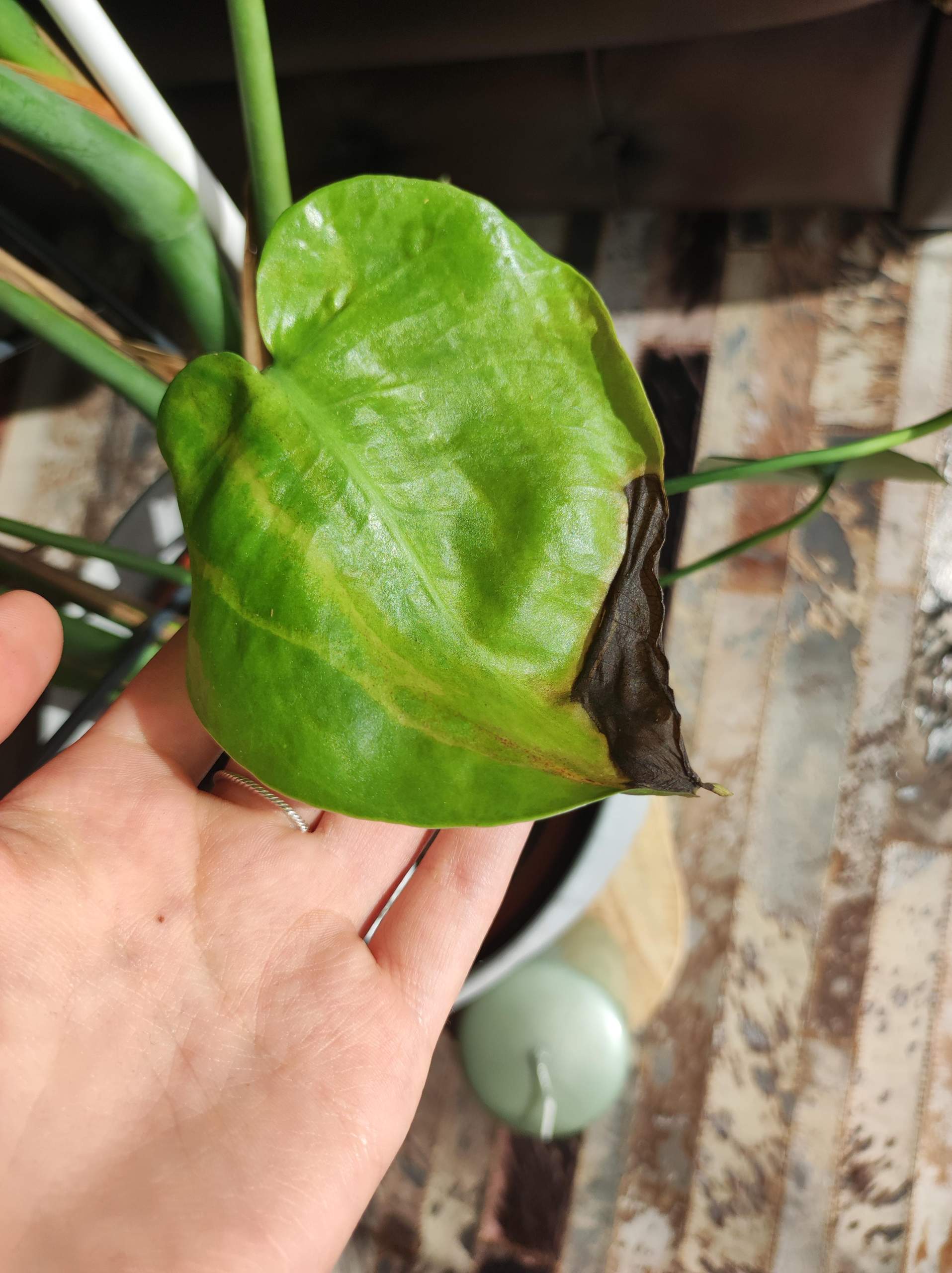 Monstera Pflanze krank? (Pflanzen, Pflanzenpflege, Monstera Deliciosa)