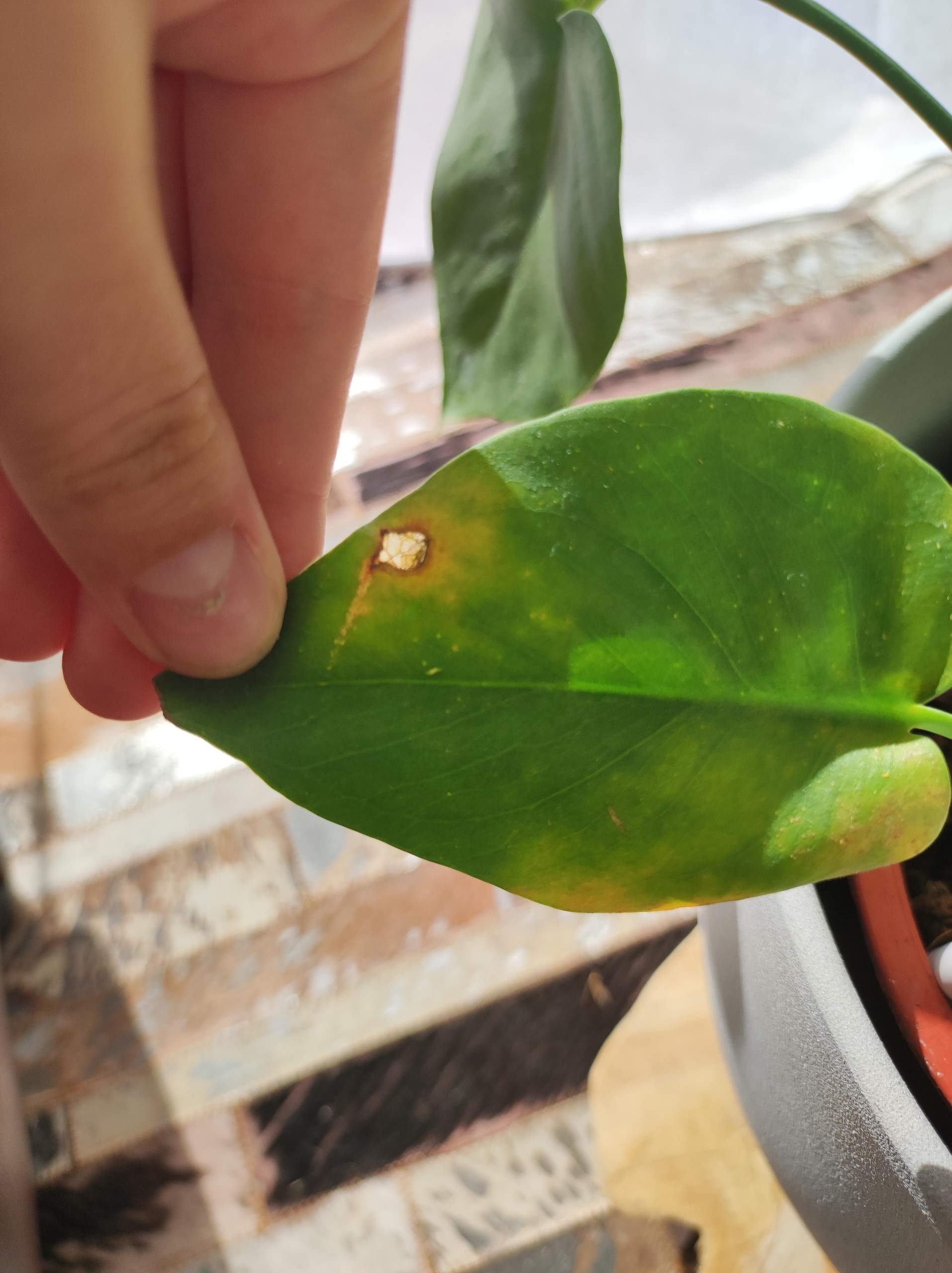 Monstera Pflanze krank? (Pflanzen, Pflanzenpflege, Monstera Deliciosa)