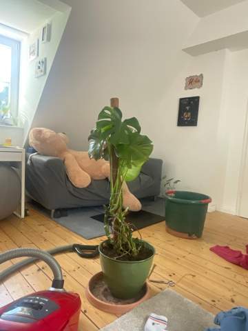 Bild zum Beitrag