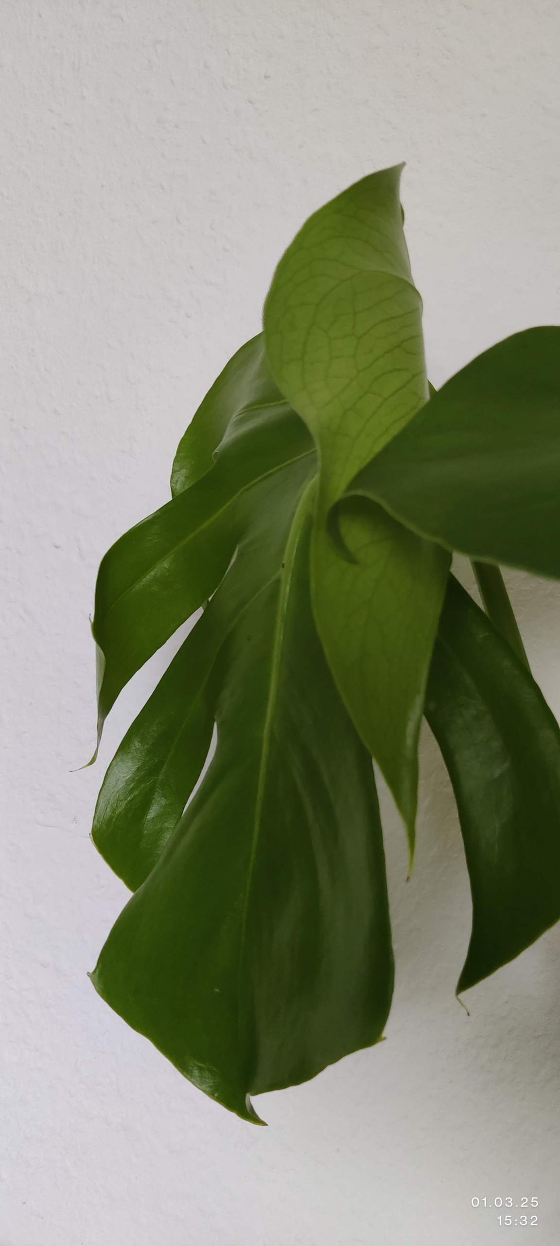 philodendron rojo congo Philodendron Rojo Congo