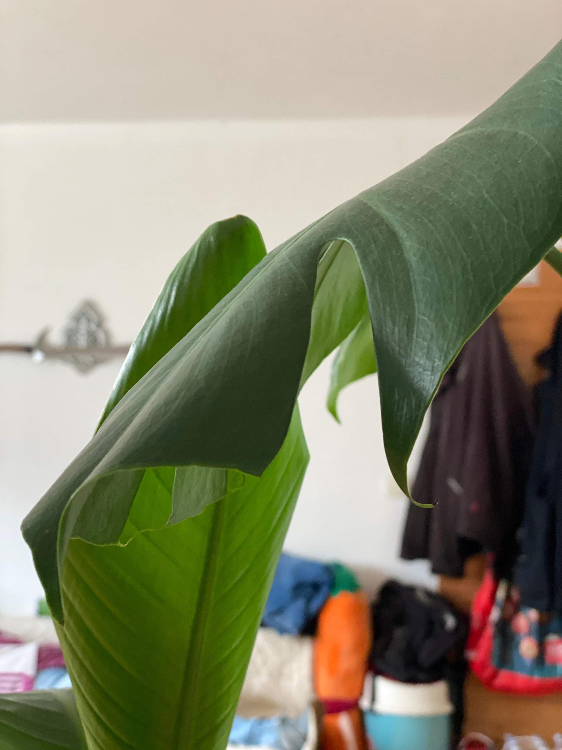 Monstera rollt Blätter ein? (Pflanzenpflege, Botanik, Zimmerpflanzen)