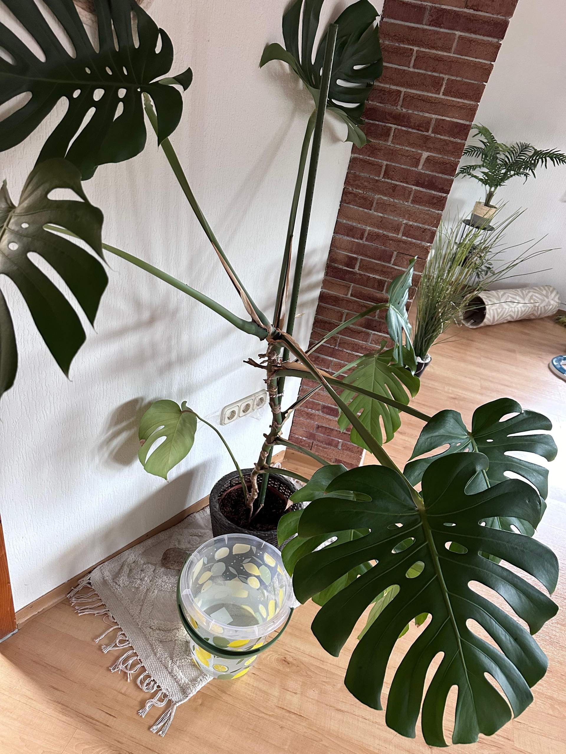Monstera sieht nicht gesund aus? (Pflanzenpflege, Zimmerpflanzen, Wurzel)