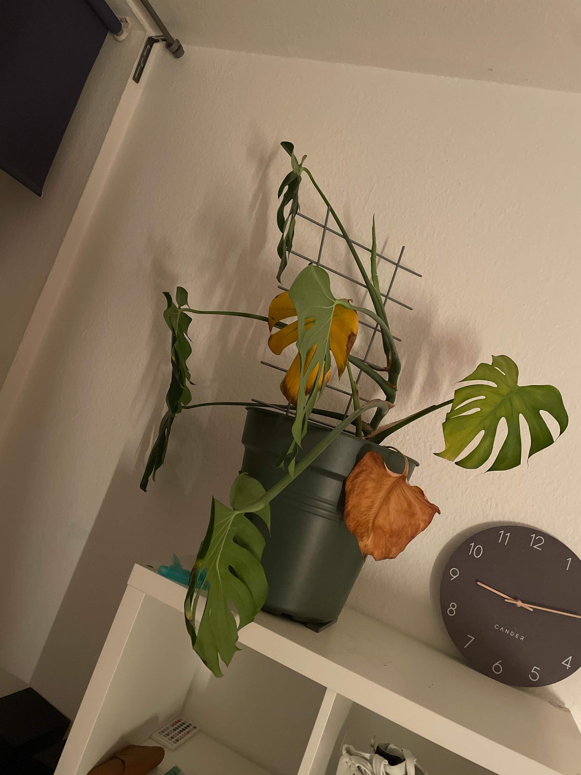 Monstera Stirbt? (Erde, Wurzel, gelbe-blaetter)