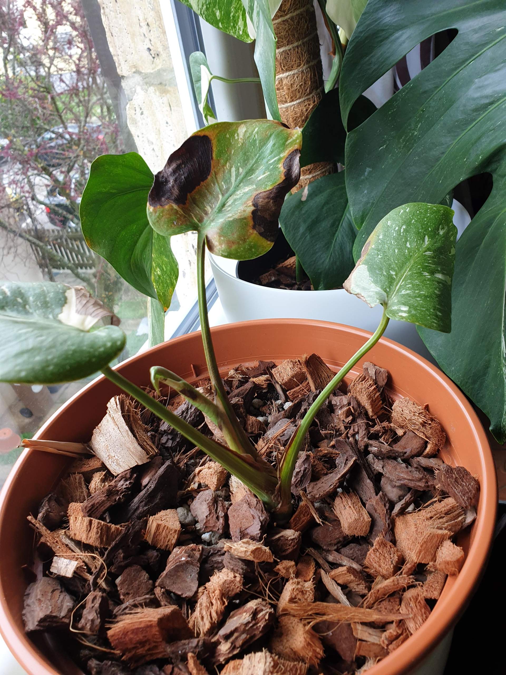 monstera thai constellation braun-gelbe Bltter? (Flecken, gelbe-blaetter)