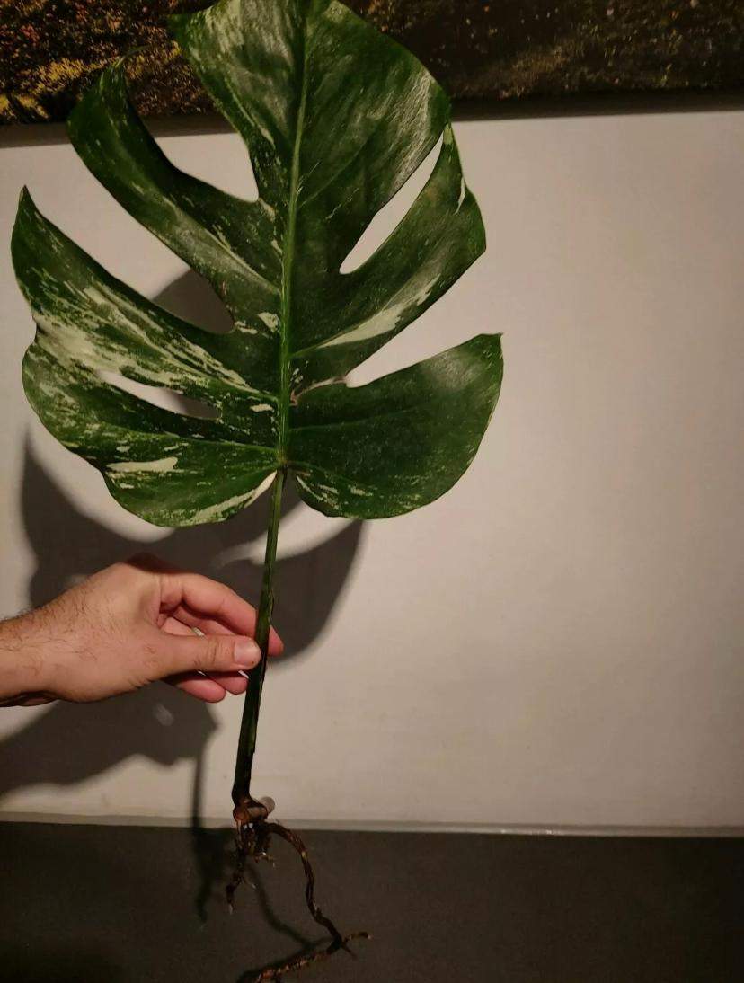 Monstera Variegata in Gewchshaus? (Pflanzen, Pflanzenpflege)