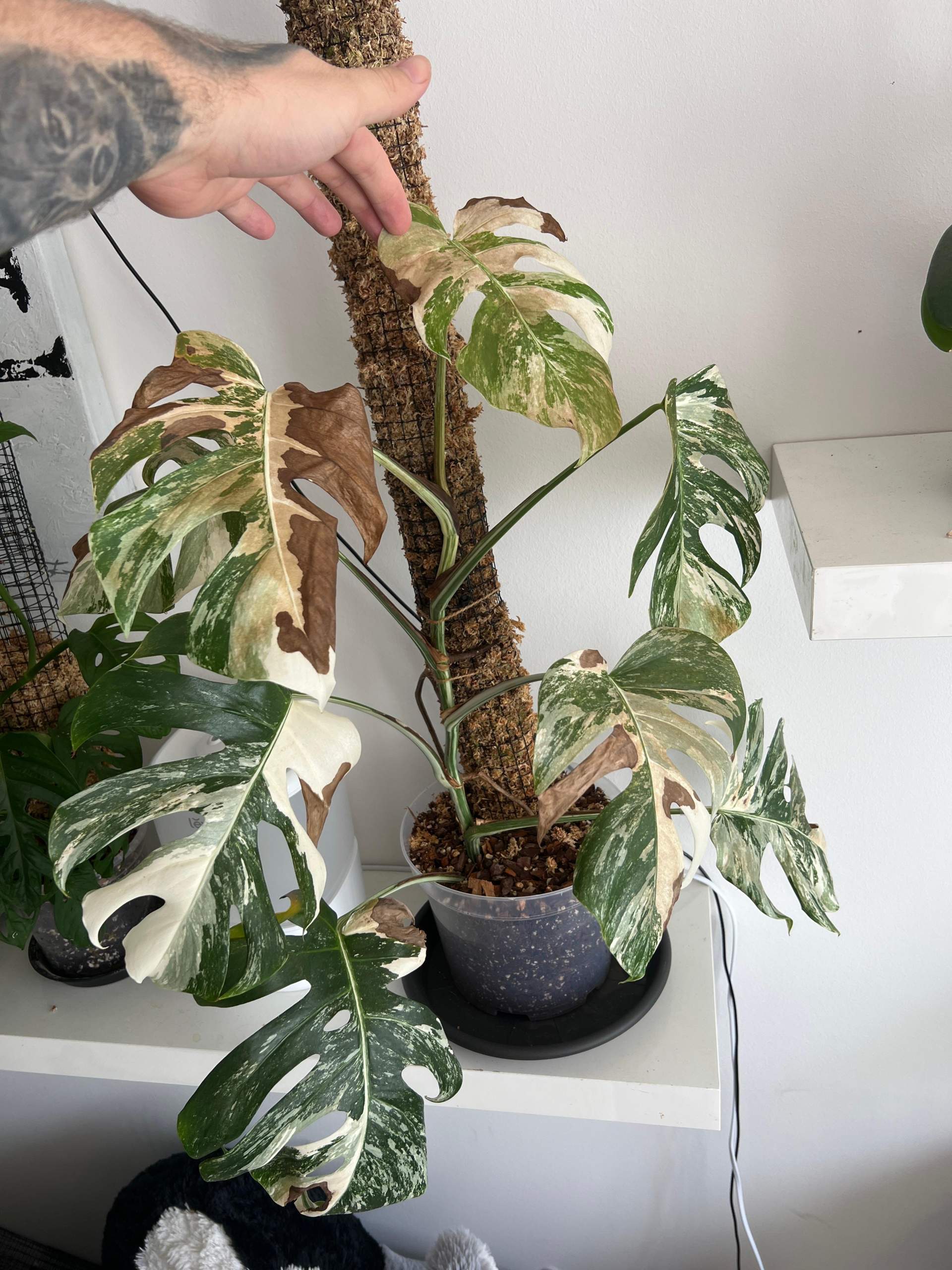 Monstera variegata kriegt braune Blätter? (Zimmerpflanzen, Monstera ...