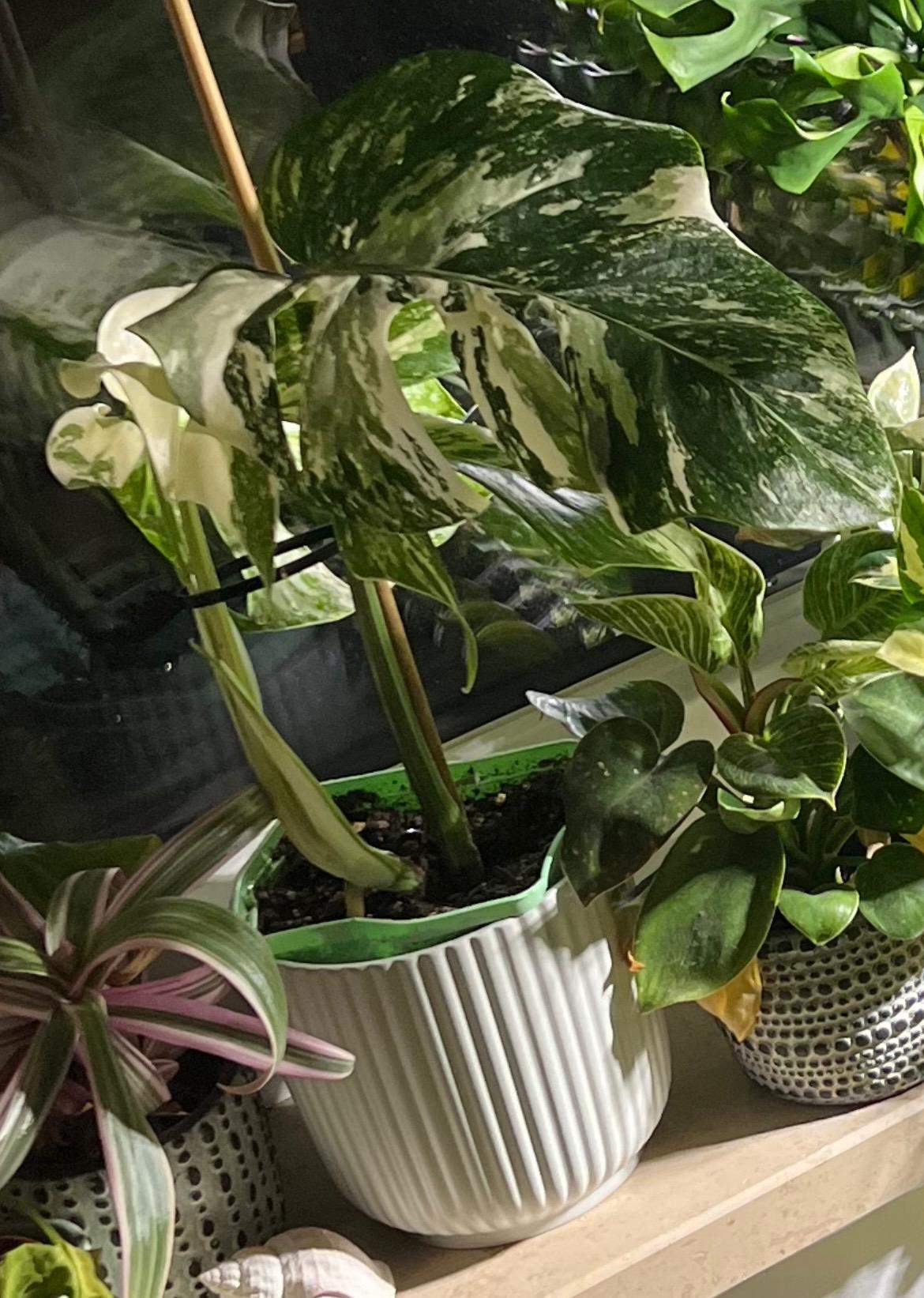 congo green philodendron Philodendron Green Congo Nuclear | Care Guide and Pro Tips - Delivery from  Toronto across Canada main image 0