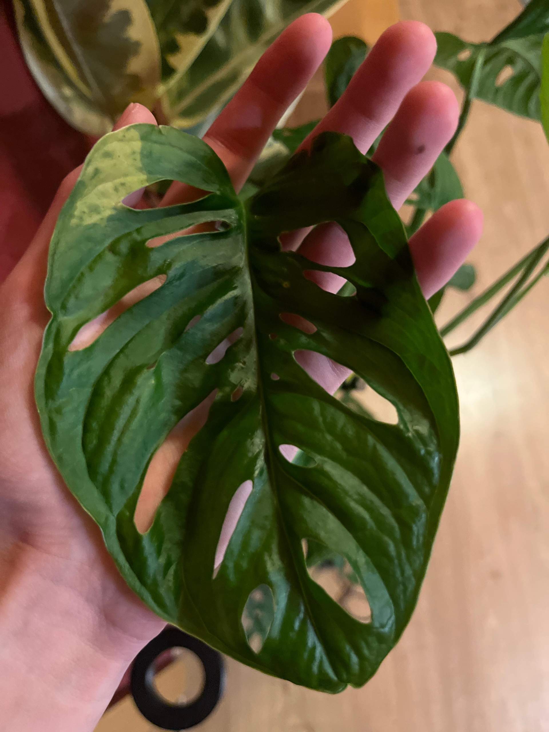 monstera weier fleck? (Flecken, Pflanzenpflege, Zimmerpflanzen)
