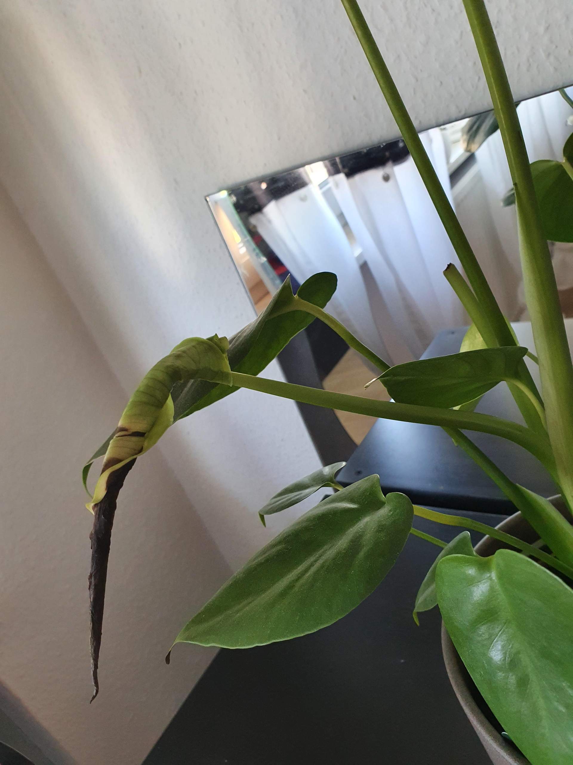 philodendron erubescens red Large - Philodendron main image 0