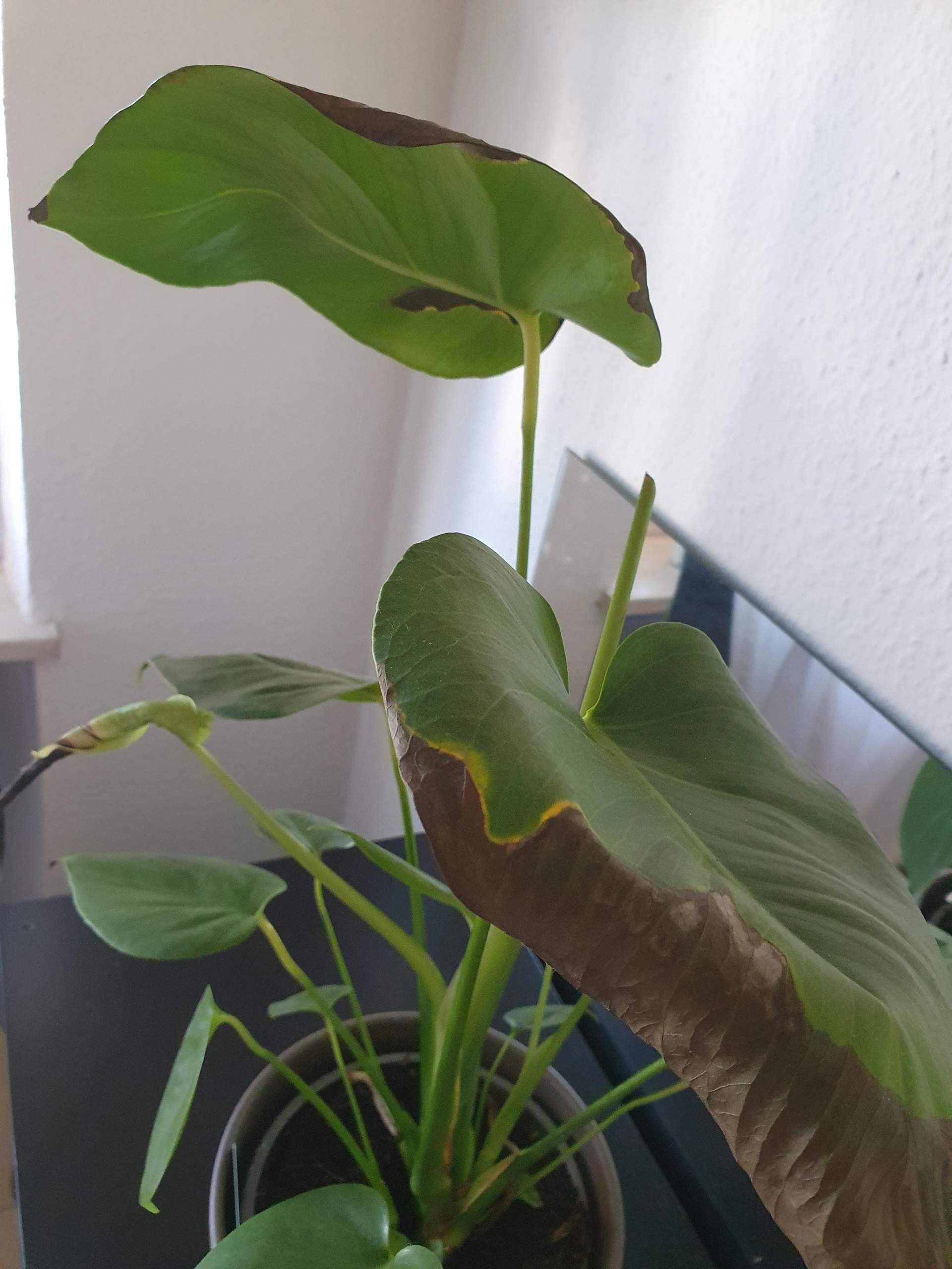 Monstera wird braun!? (Pflanzen)