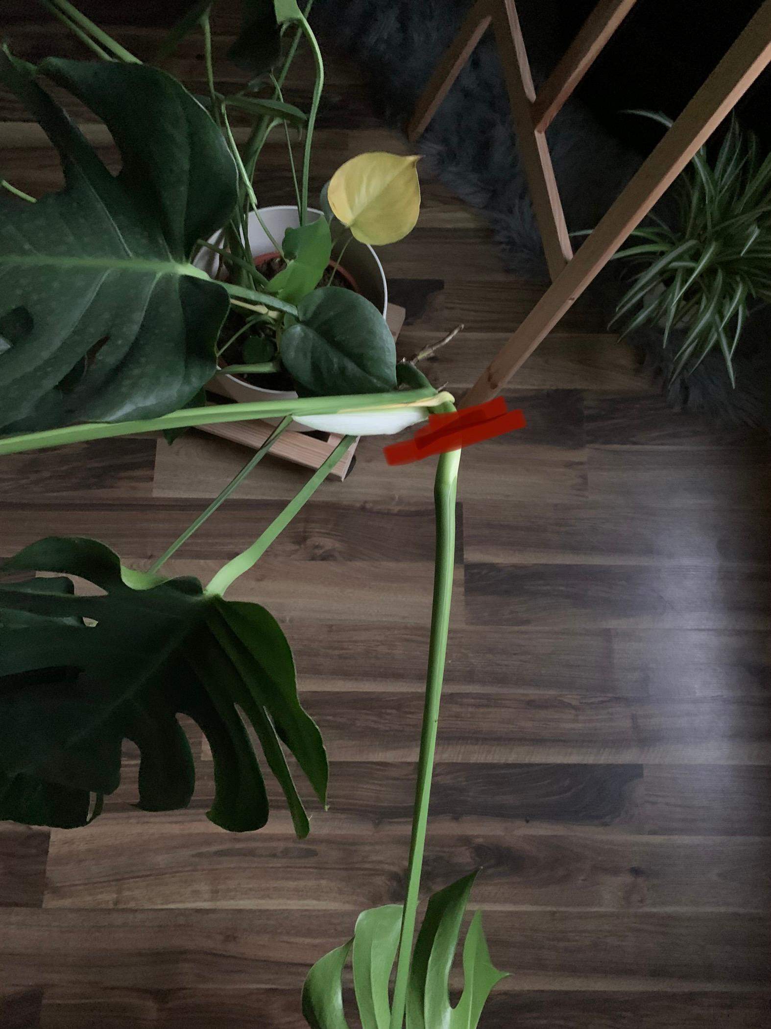 monstera monkey leaf wie groß Monstera adansonii 'Monkey Mask' main image 0