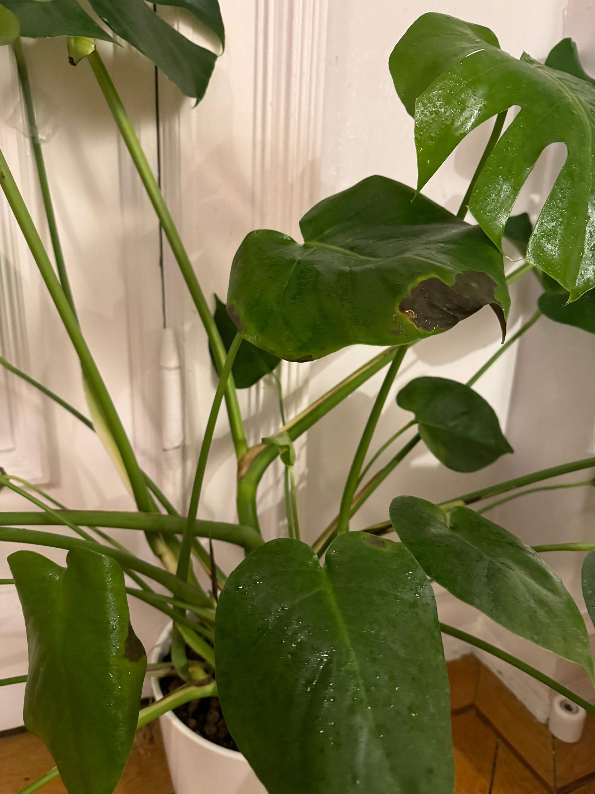 Monsters bekommt dunkle flecken? (Pflanzen, Garten, Blumen)