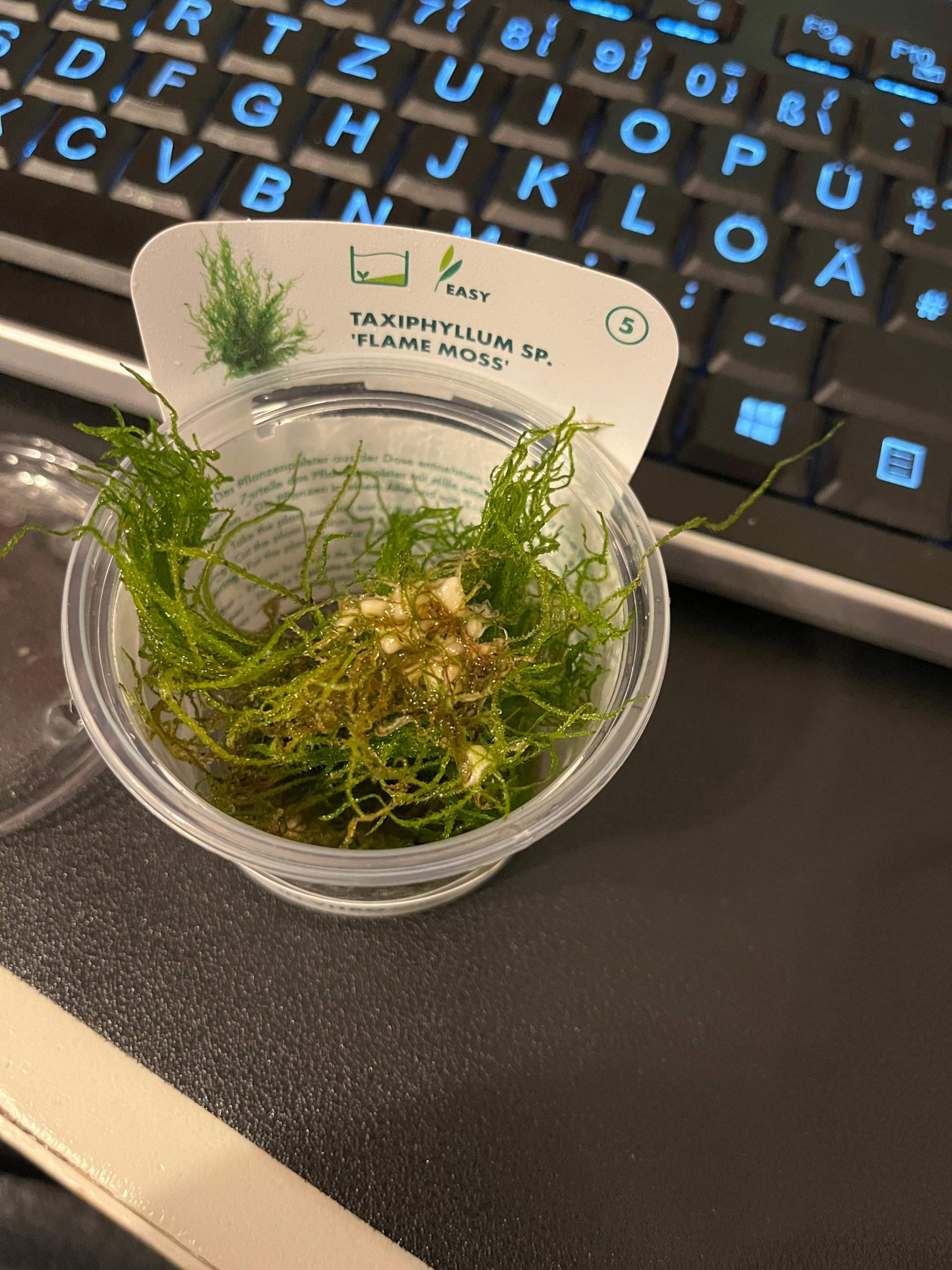 Quellmoos Mit Haftwurzeln Für Aquarium Terrarium - Das Moos Des