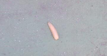 Sind Das Maden Von Motten Oder Fliegen Insekten Schadlinge